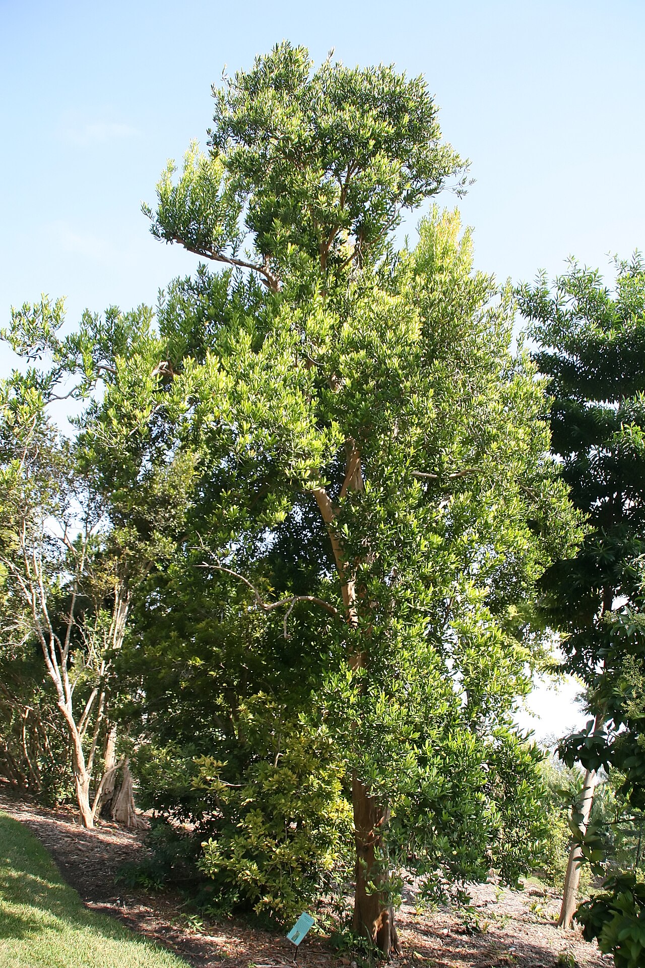 Bay rum tree (Fèy esans jirof) — Pimenta racemosa, used in Haitian and Caribbean herbal tradition