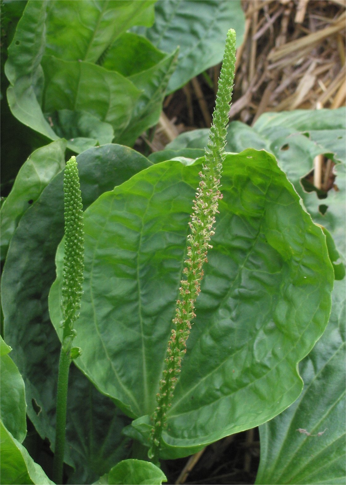 Broadleaf plantain (planten) — Plantago major, used in Haitian and Caribbean herbal tradition