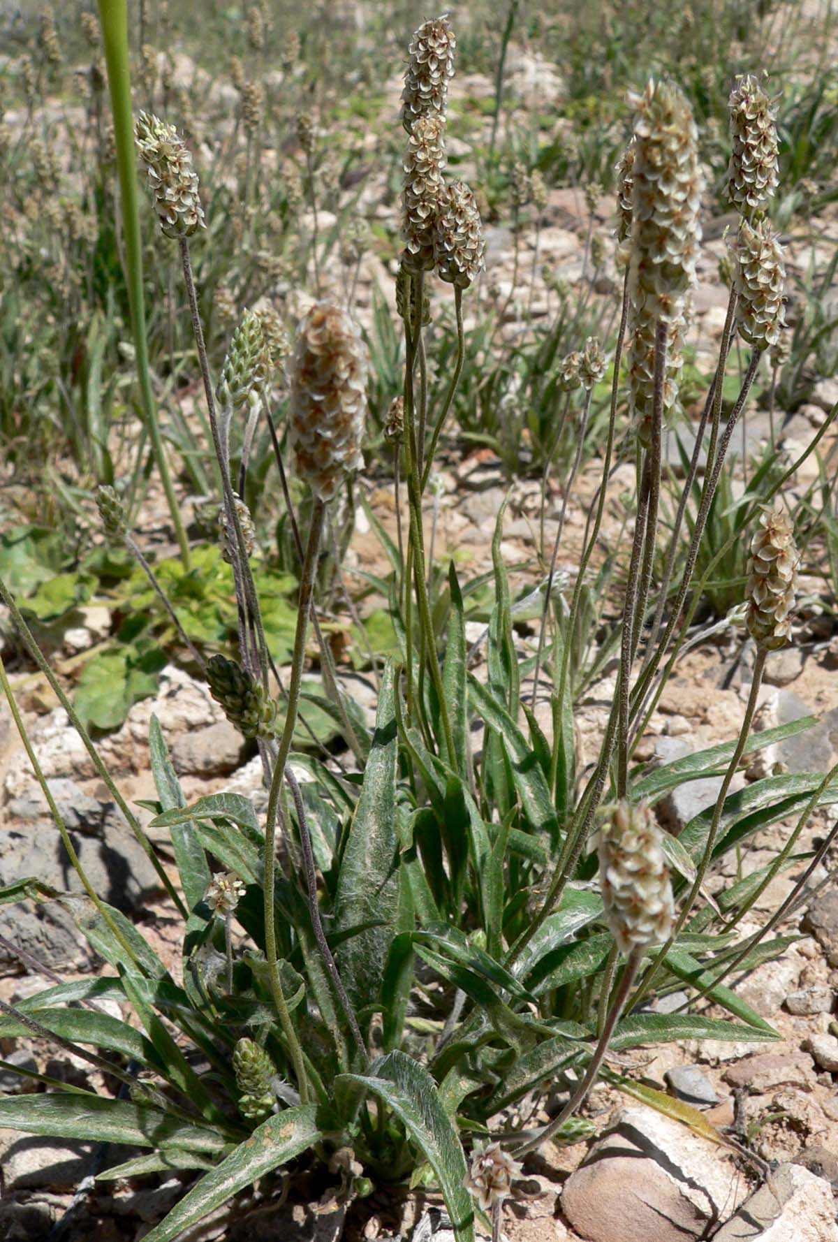 Psyllium / Ispaghula (Silyòm (Ispagil)) — Plantago ovata, used in Haitian and Caribbean herbal tradition