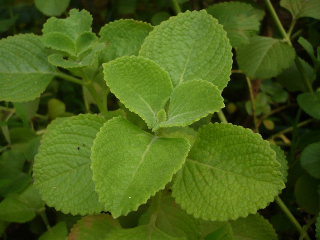 Indian borage (gwo ten) — Plectranthus amboinicus, used in Haitian and Caribbean herbal tradition
