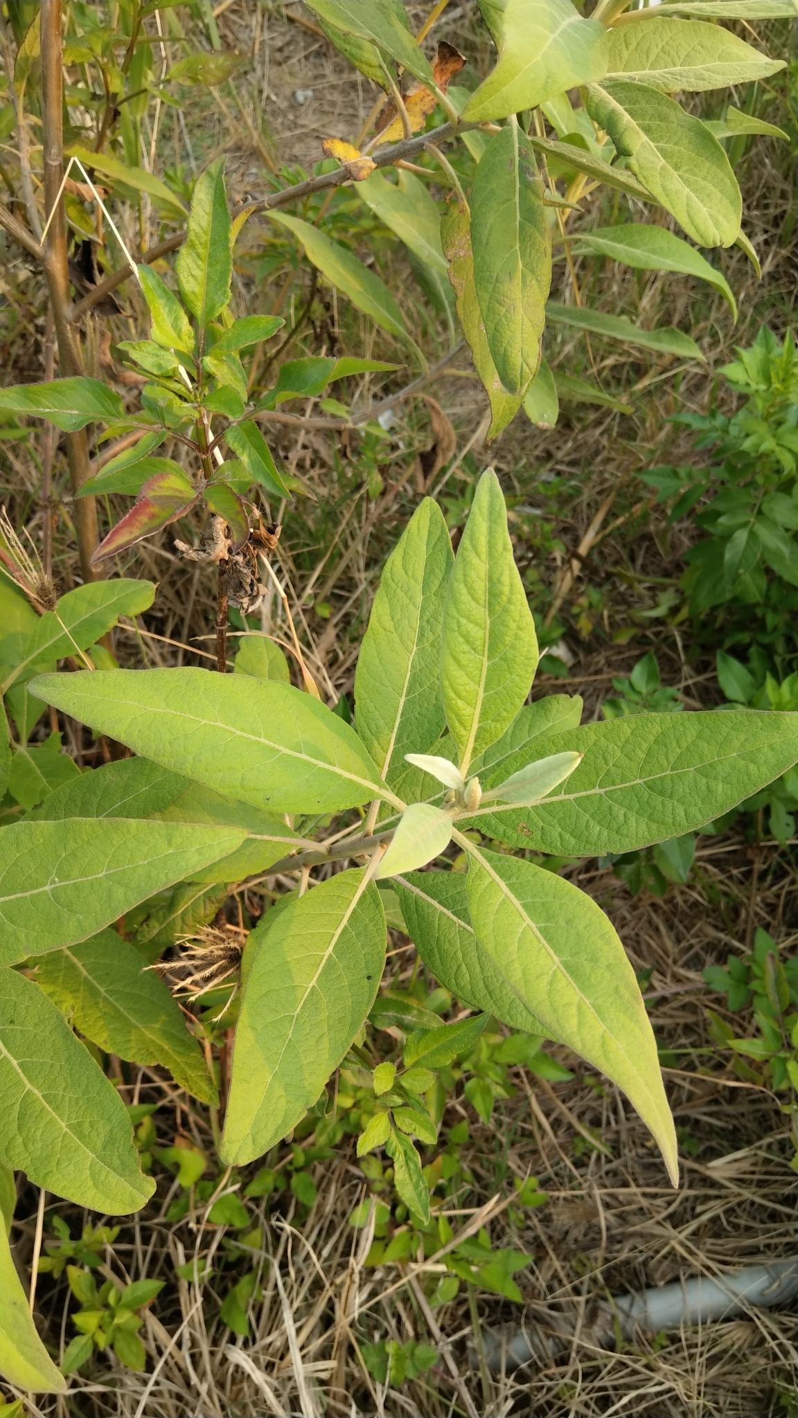 Cure for all (la choy) — Pluchea symphytifolia, used in Haitian and Caribbean herbal tradition