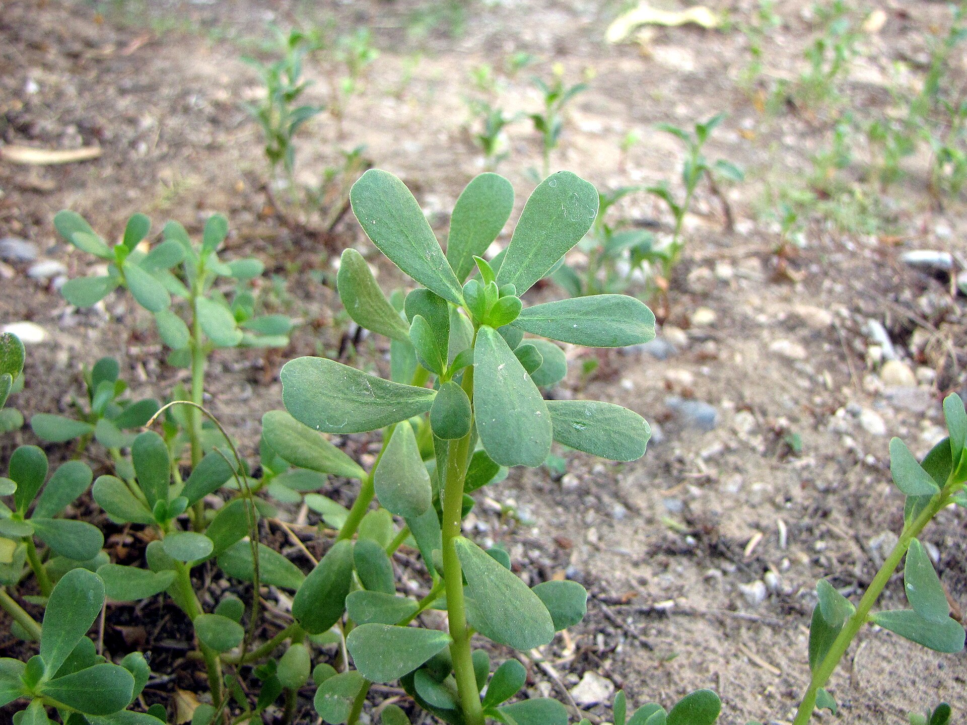 Purslane (koupye) — Portulaca oleracea, used in Haitian and Caribbean herbal tradition