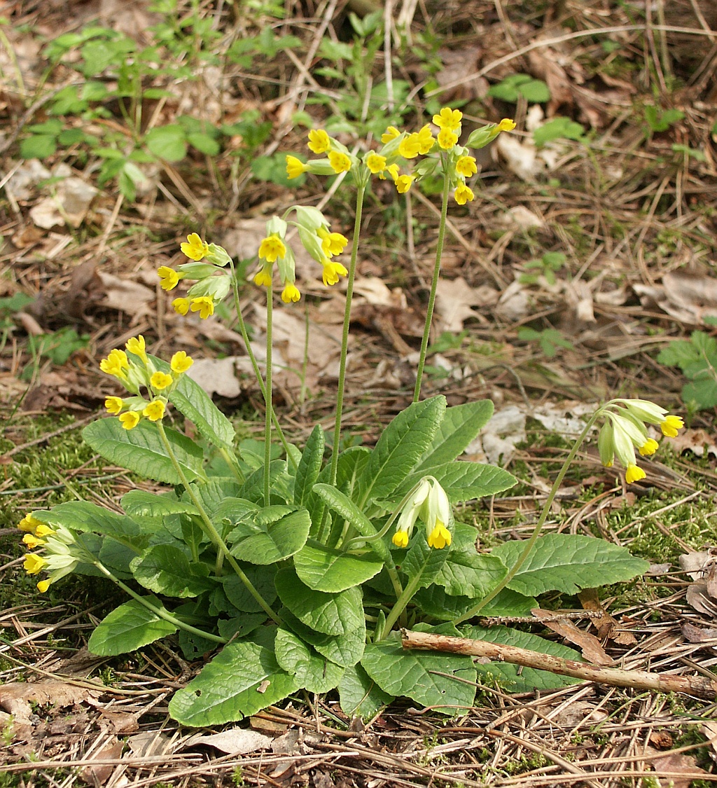 Cowslip / Common primrose (Primvè ofisinal) — Primula veris, used in Haitian and Caribbean herbal tradition