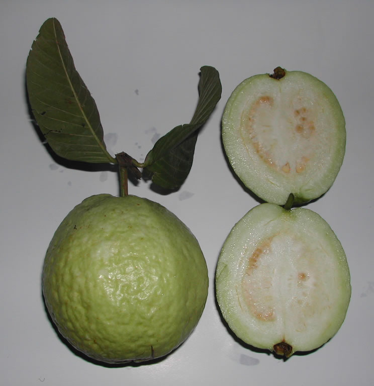 Guava (Pye gwayav) — Psidium guajava, used in Haitian and Caribbean herbal tradition