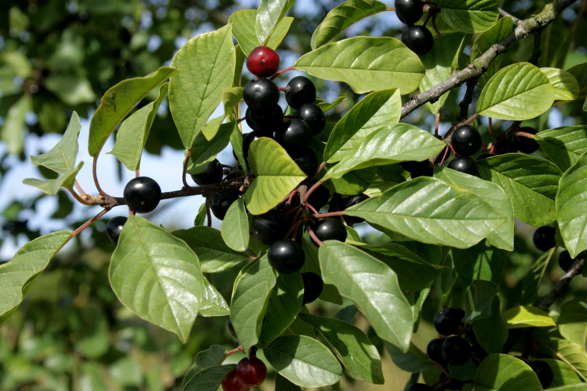 Alder buckthorn (Bourdèn) — Rhamnus frangula, used in Haitian and Caribbean herbal tradition