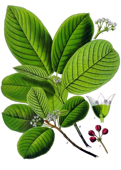 Cascara sagrada (Kaskaraj) — Rhamnus purshiana, used in Haitian and Caribbean herbal tradition