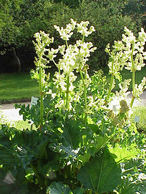 Chinese rhubarb (Rubarb Lachin) — Rheum officinale, used in Haitian and Caribbean herbal tradition