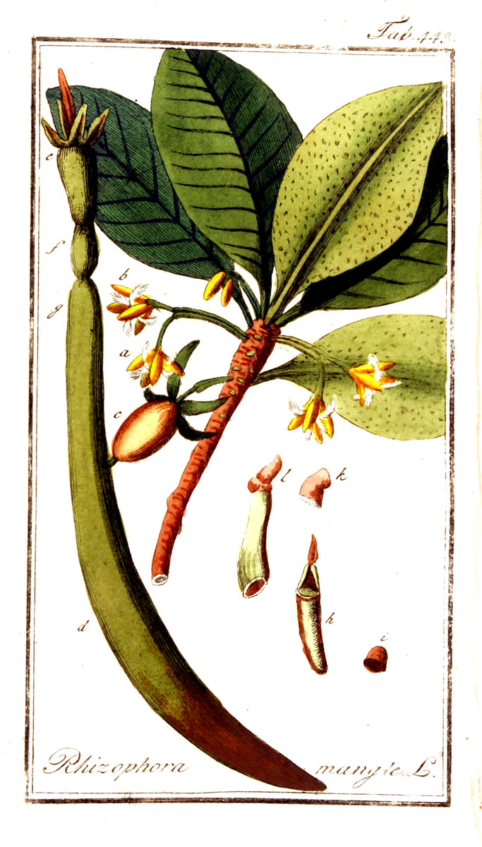 Red mangrove (manglye wouj) — Rhizophora mangle, used in Haitian and Caribbean herbal tradition