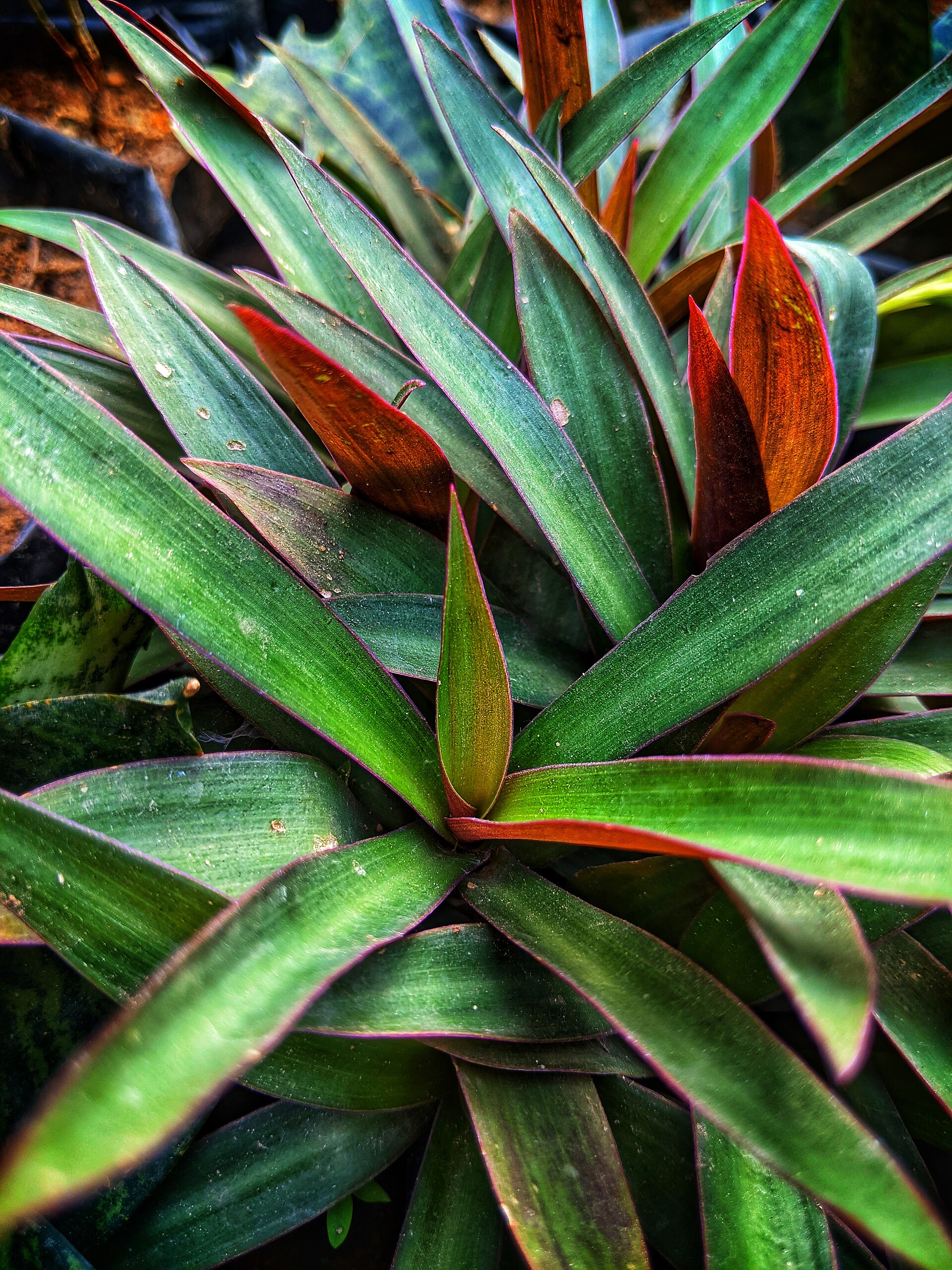 Moses-in-the-cradle (boul dimas) — Rhoeo spathacea, used in Haitian and Caribbean herbal tradition