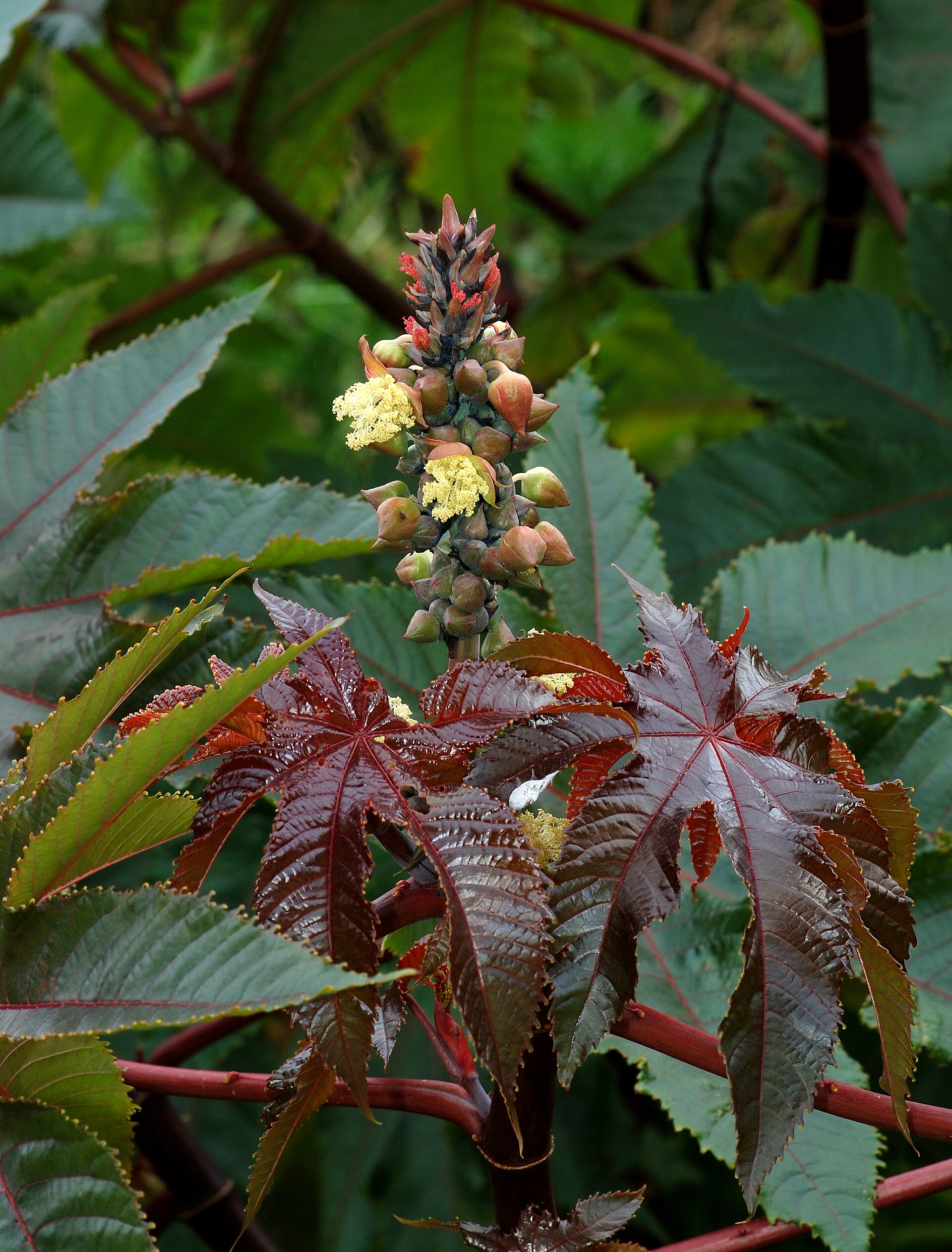 Castor oil plant (maskreti) — Ricinus communis, used in Haitian and Caribbean herbal tradition