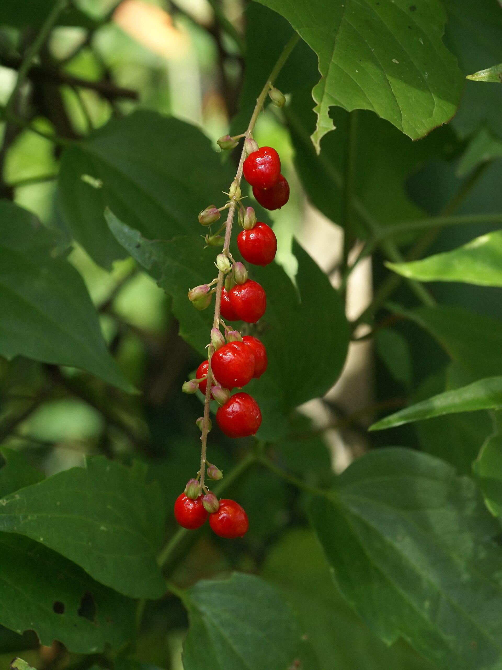 Baby pepper (Bonbon kodin) — Rivina humilis, used in Haitian and Caribbean herbal tradition