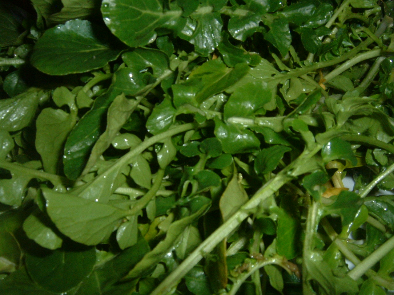 Watercress (kreson) — Rorippa nasturtium-aquaticum, used in Haitian and Caribbean herbal tradition