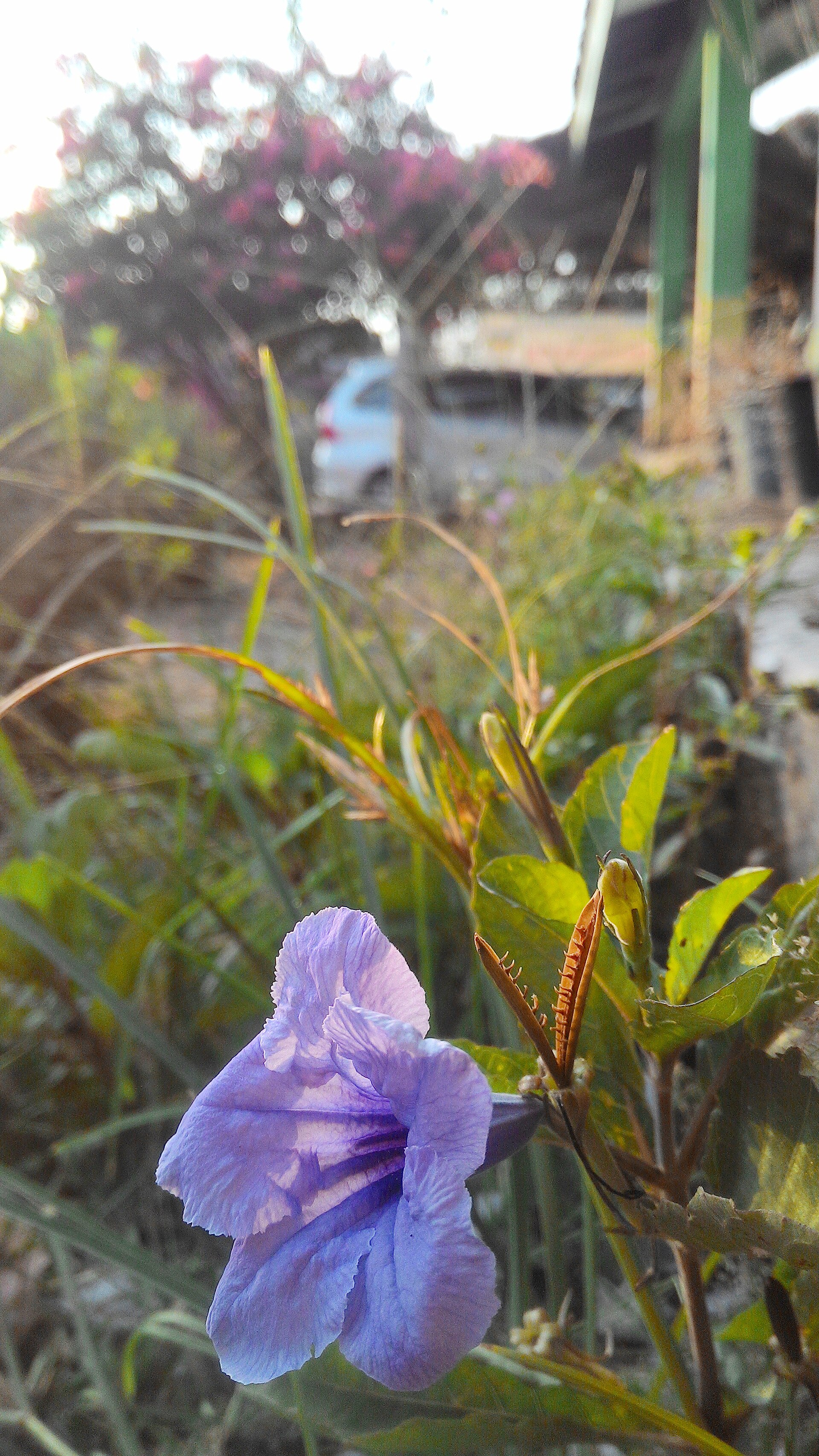 Minniroot (flè peta) — Ruellia tuberosa, used in Haitian and Caribbean herbal tradition