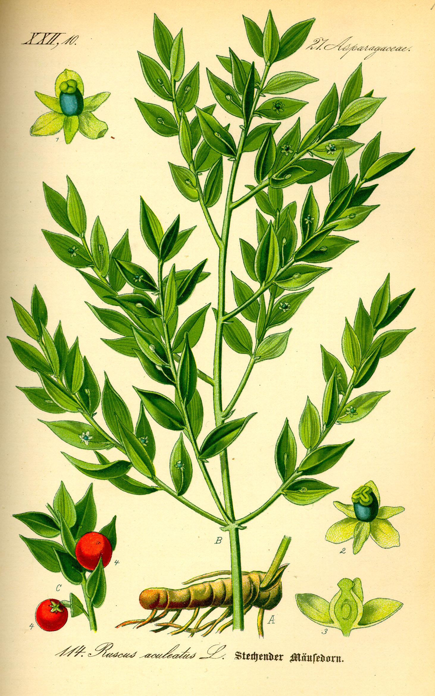 Butcher's broom (Ti oui (Fragon)) — Ruscus aculeatus, used in Haitian and Caribbean herbal tradition