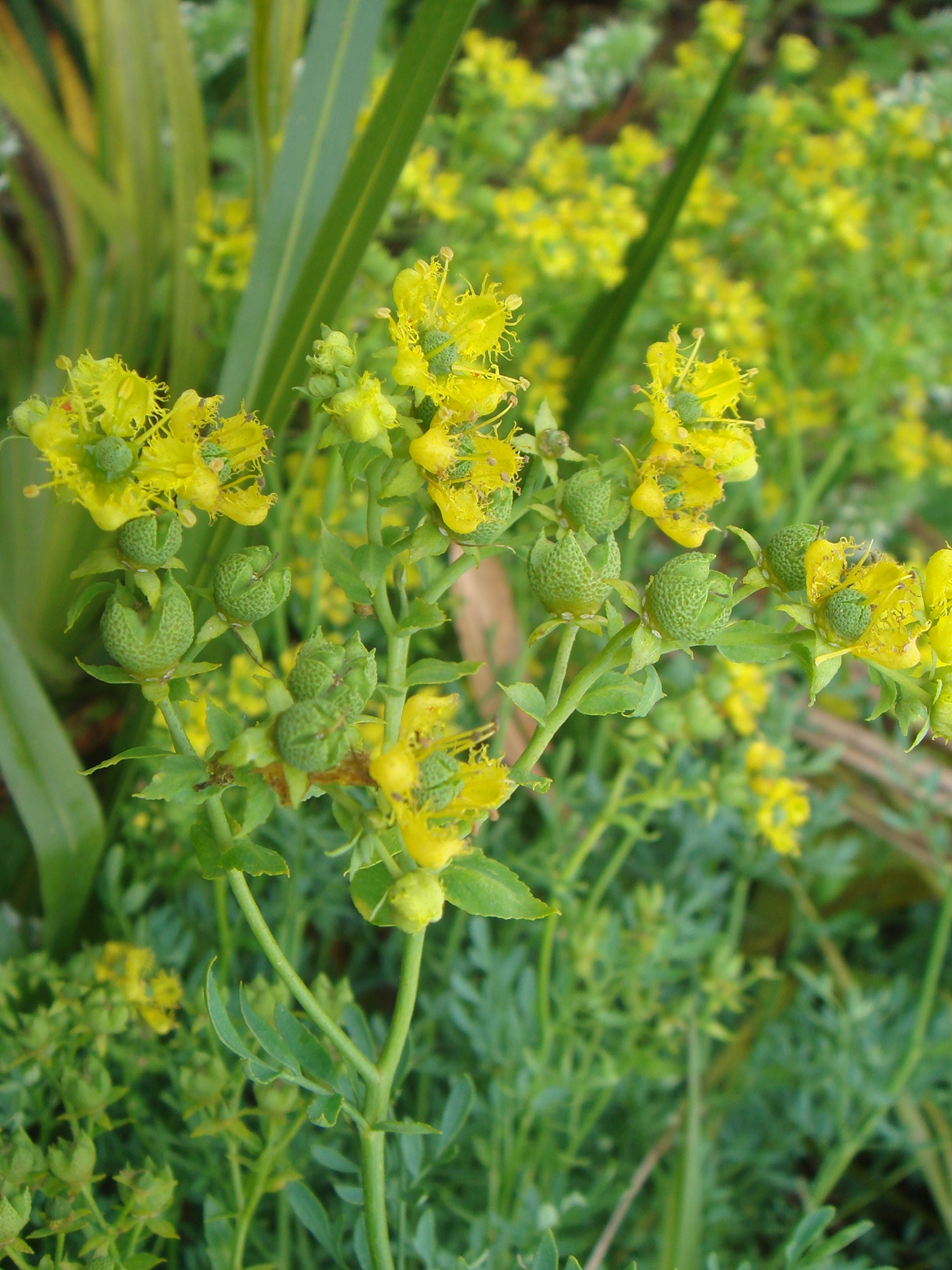 Rue (wou) — Ruta chalepensis, used in Haitian and Caribbean herbal tradition