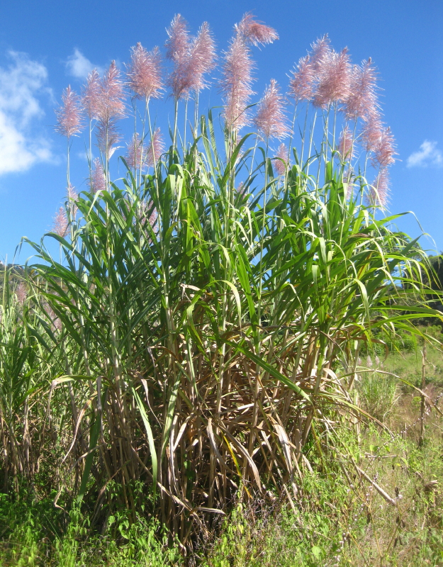 Sugarcane (kann) — Saccharum officinarum, used in Haitian and Caribbean herbal tradition