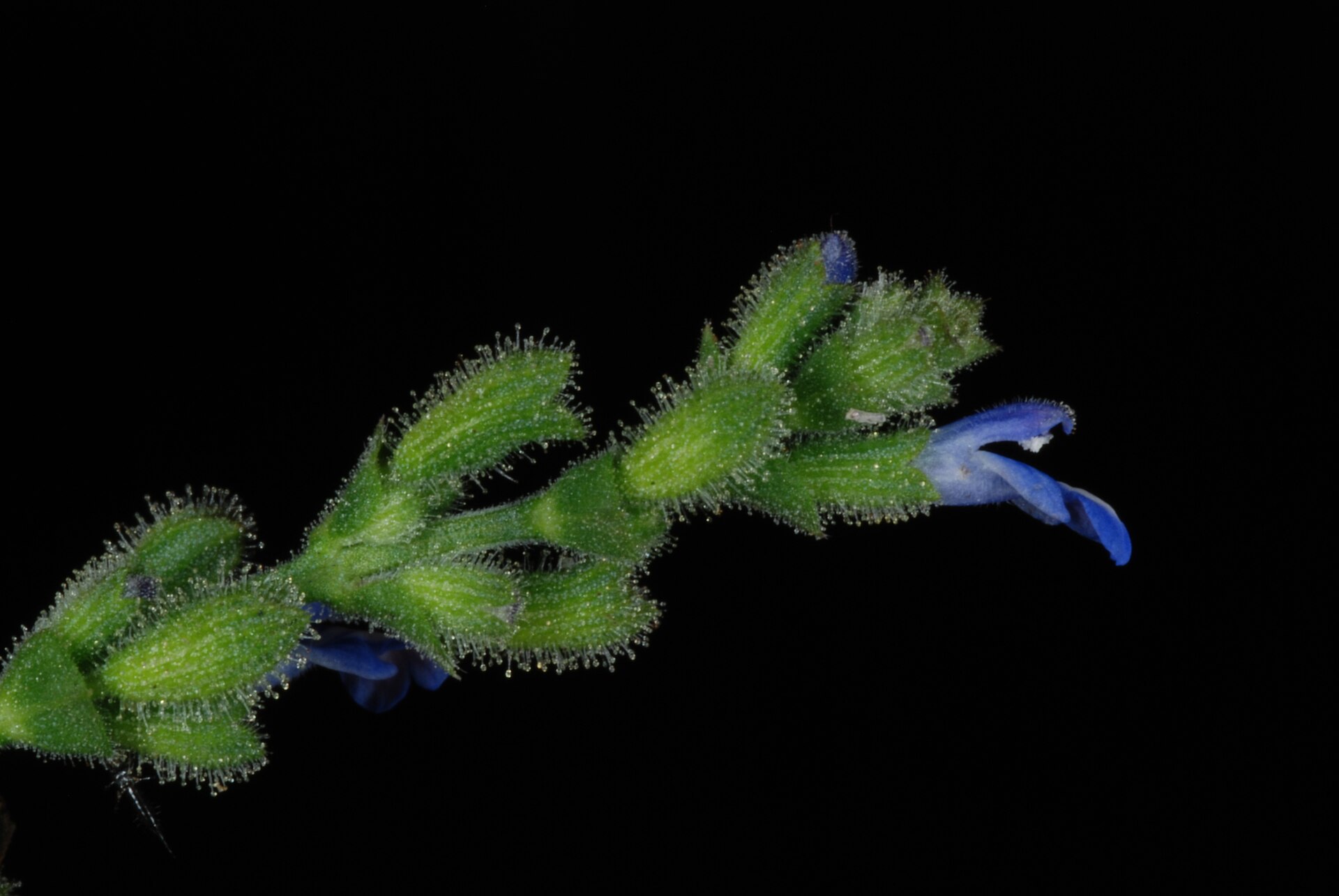 Sage (ti bonm mawon) — Salvia occidentalis, used in Haitian and Caribbean herbal tradition