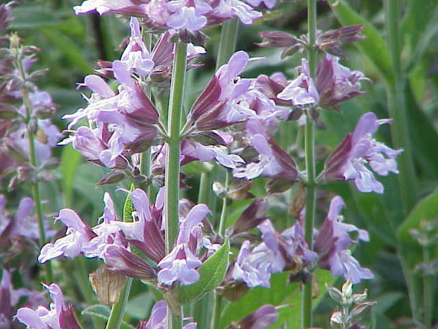 Sage (Saj) — Salvia officinalis, used in Haitian and Caribbean herbal tradition