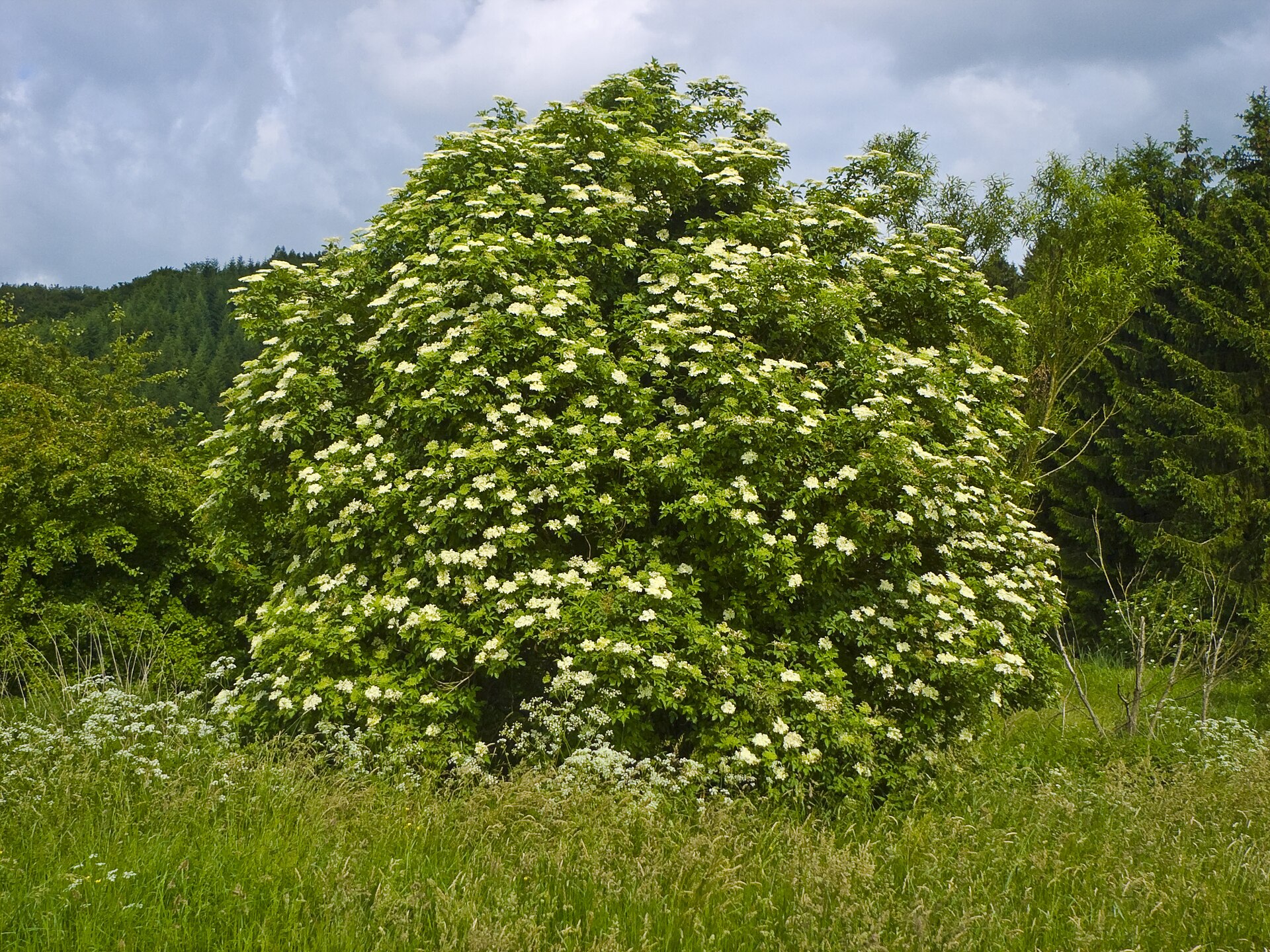 Black elderberry (Sirèn nwa (Elderberry)) — Sambucus nigra, used in Haitian and Caribbean herbal tradition