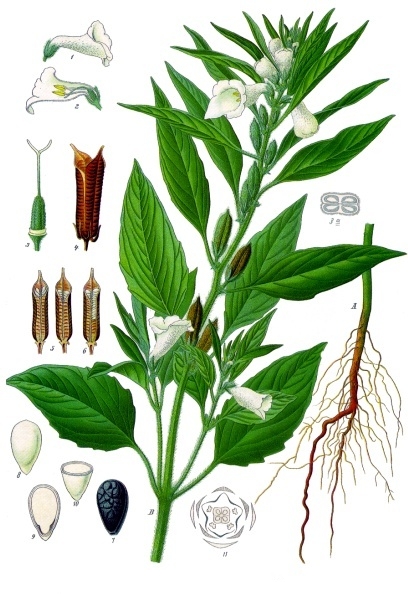 Sesame (wowoli) — Sesamum indicum, used in Haitian and Caribbean herbal tradition