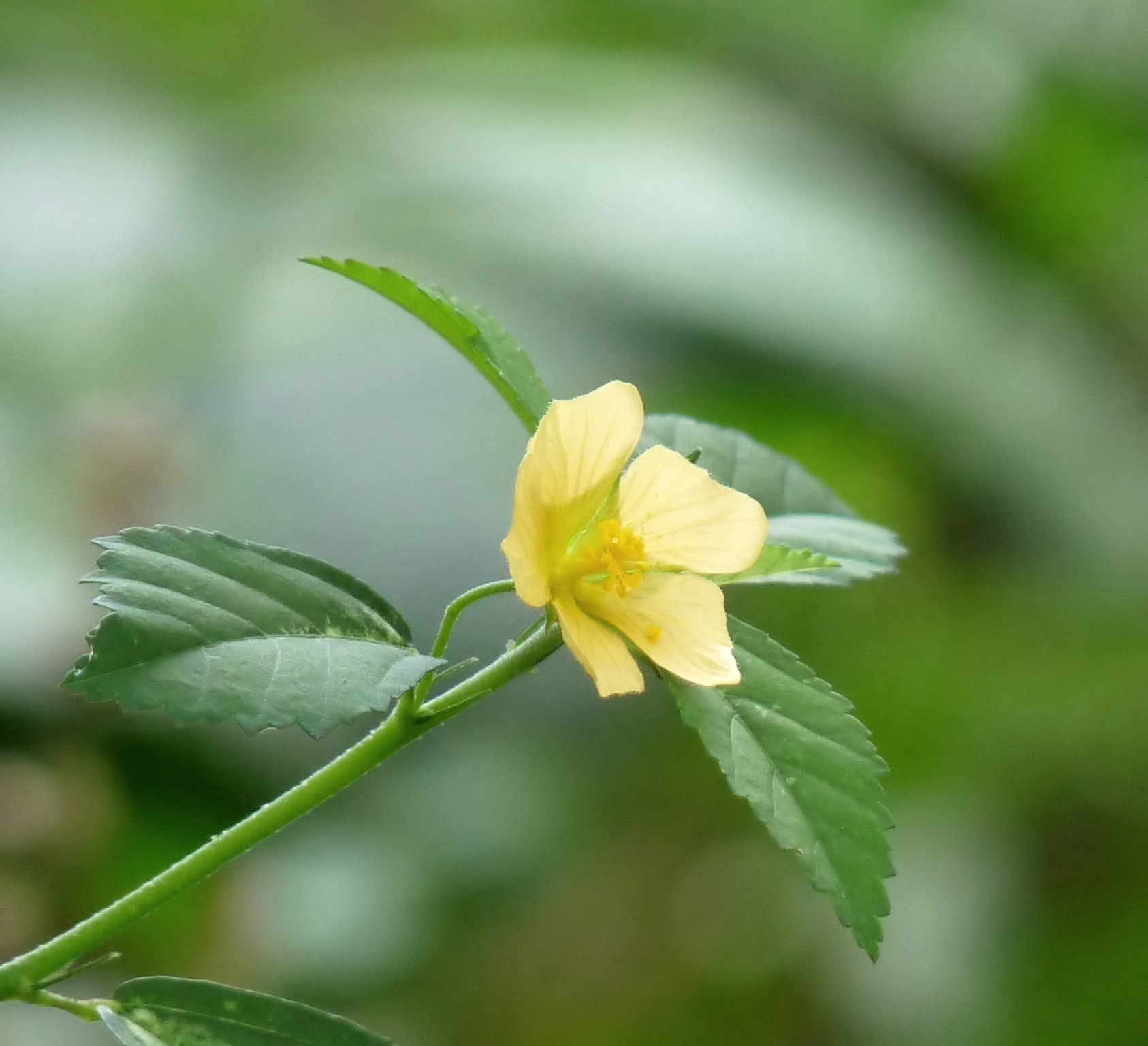 Arrowleaf sida (bale glise) — Sida rhombifolia, used in Haitian and Caribbean herbal tradition