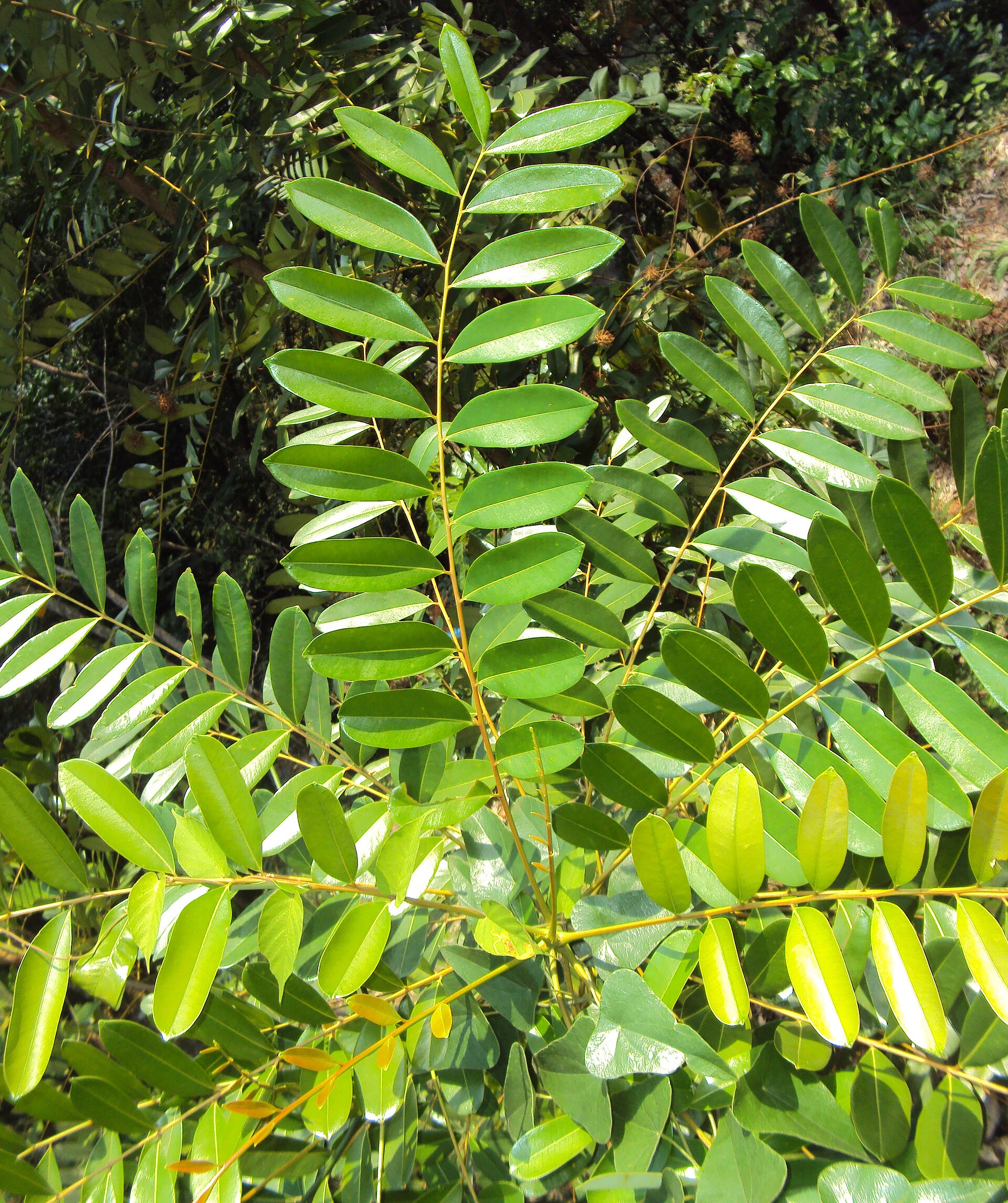 Paradise tree (frenn) — Simaruba glauca, used in Haitian and Caribbean herbal tradition