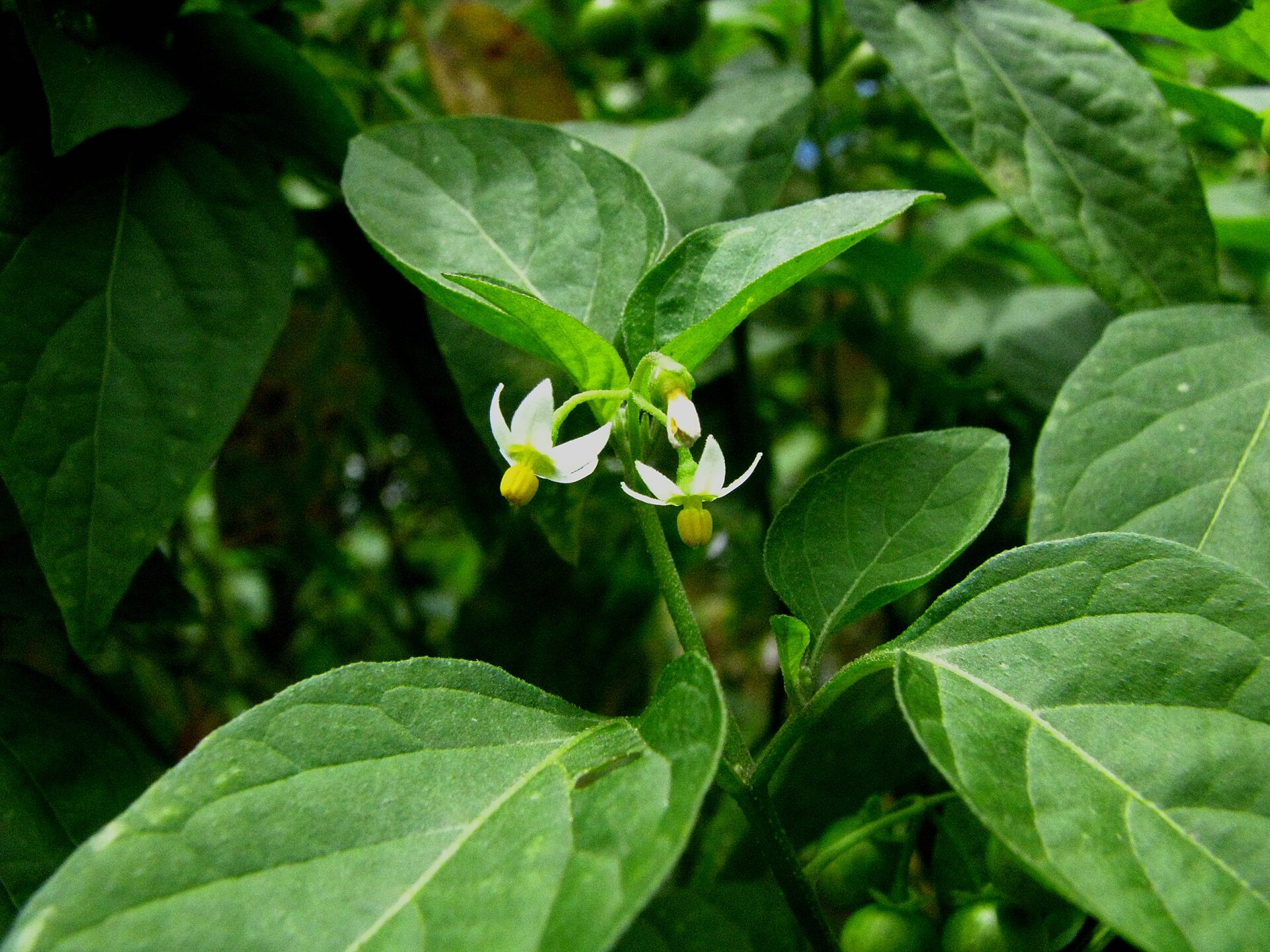 Black nightshade (lanman) — Solanum americanum, used in Haitian and Caribbean herbal tradition