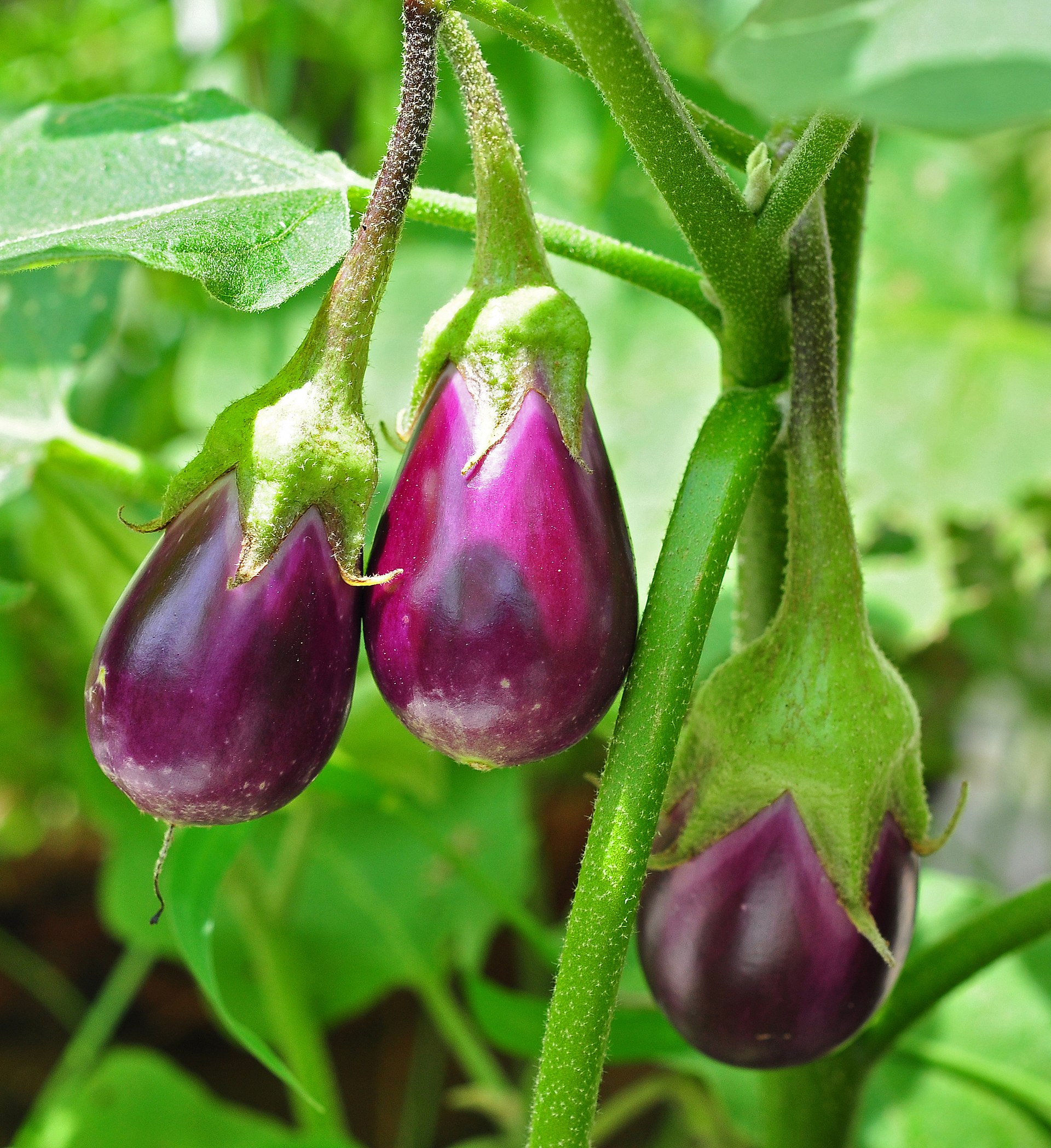 Eggplant (berejènn) — Solanum melongena, used in Haitian and Caribbean herbal tradition