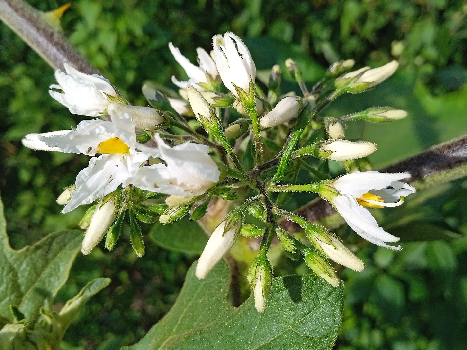 Turkey berry (zamorèt) — Solanum torvum, used in Haitian and Caribbean herbal tradition