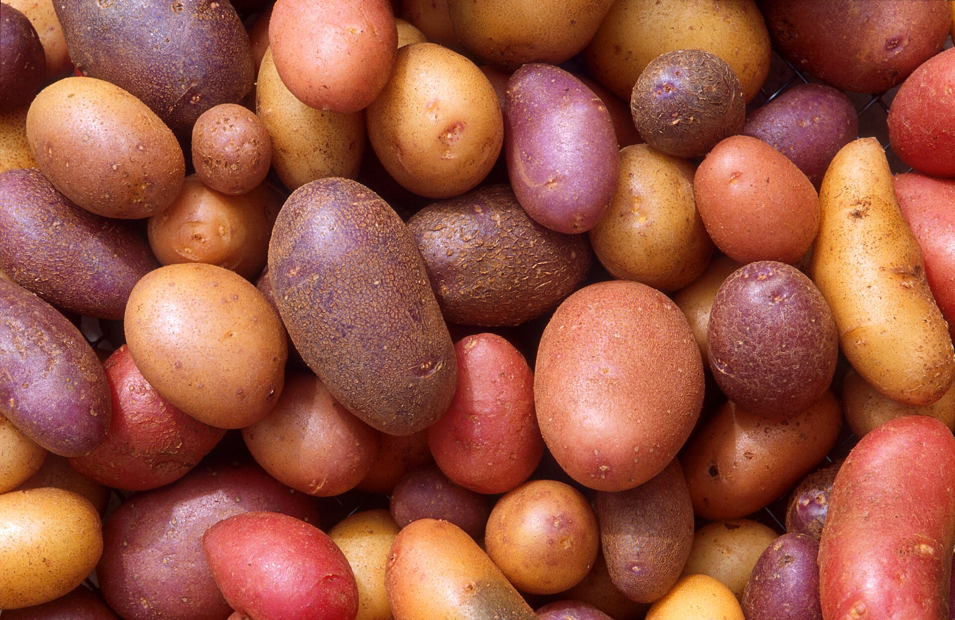 Potato (ponm tè) — Solanum tuberosum, used in Haitian and Caribbean herbal tradition