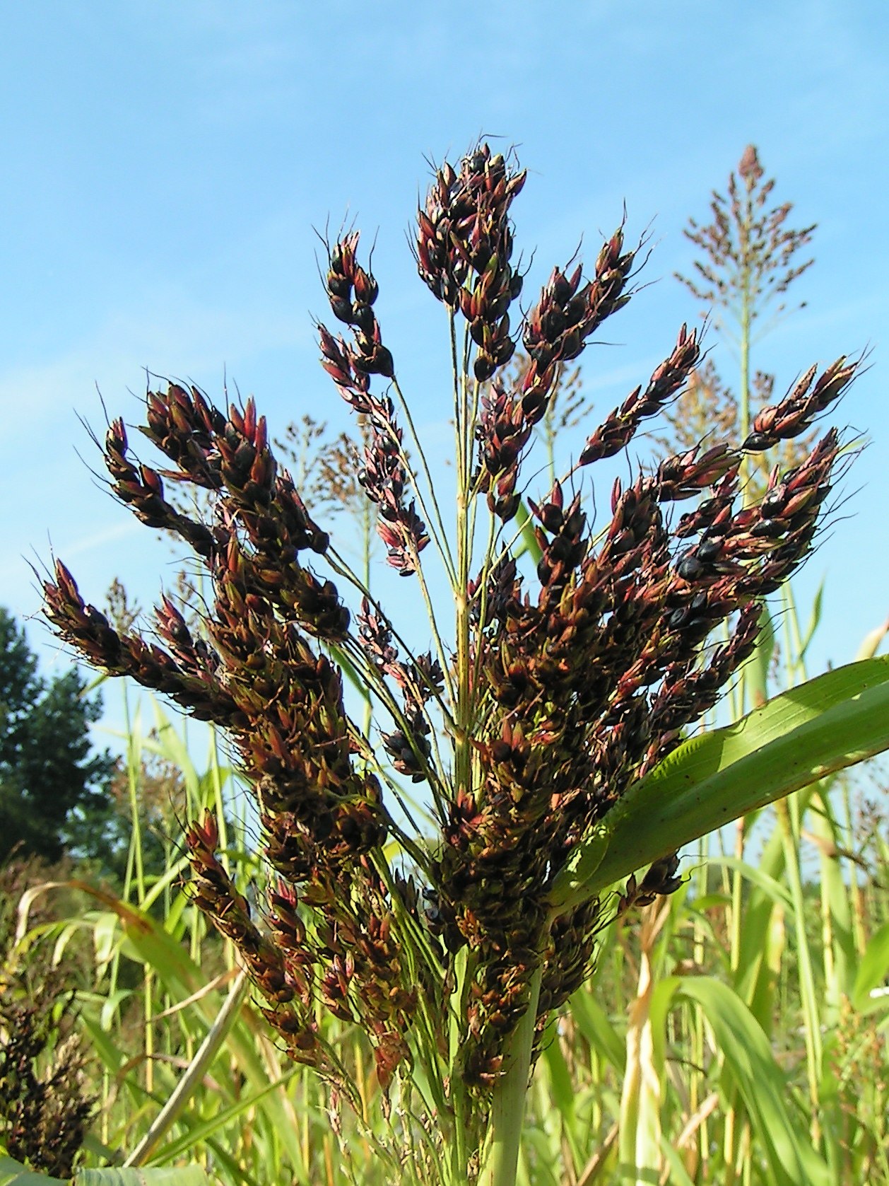 Sorghum (pitimi) — Sorghum vulgare, used in Haitian and Caribbean herbal tradition