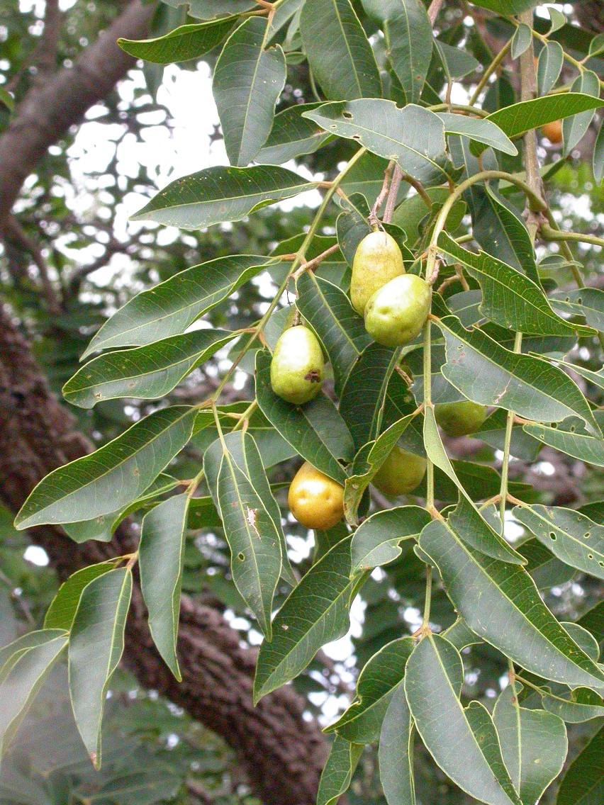 Yellow mombin (monben) — Spondias mombin, used in Haitian and Caribbean herbal tradition