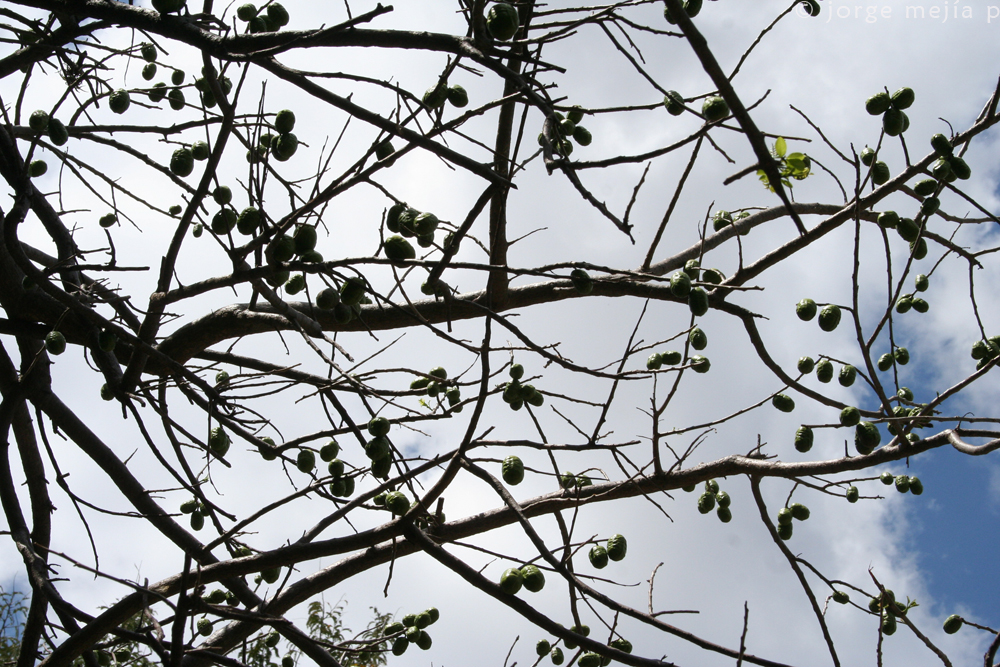 Purple mombin (siwèl) — Spondias purpurea, used in Haitian and Caribbean herbal tradition