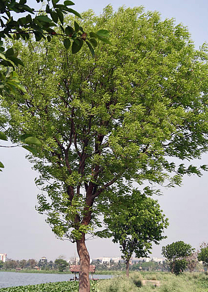 Mahogany (pye kajou) — Swietenia mahagoni, used in Haitian and Caribbean herbal tradition