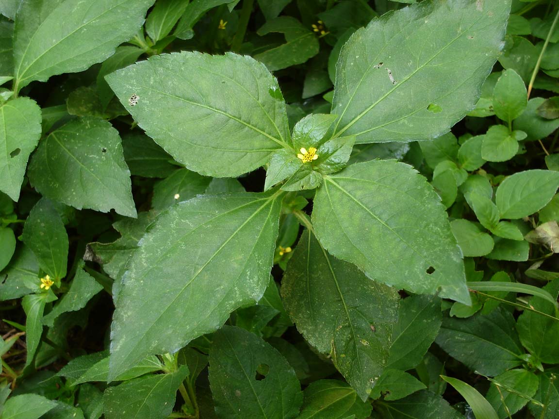 Cinderella weed (fèy depo) — Synedrella nodiflora, used in Haitian and Caribbean herbal tradition