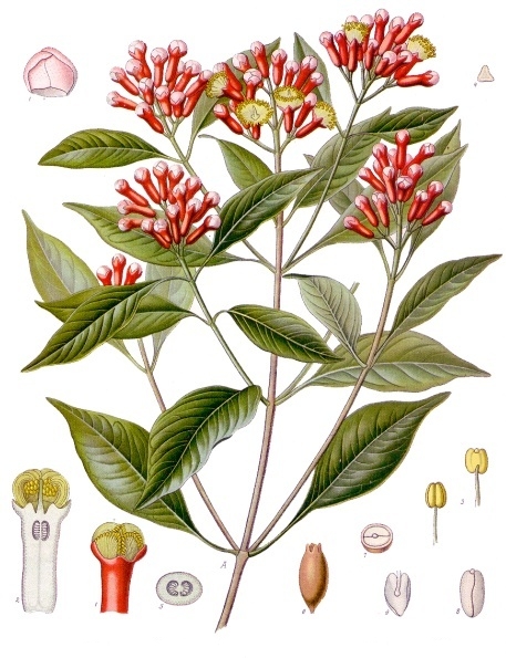 Clove (jiwof) — Syzygium aromaticum, used in Haitian and Caribbean herbal tradition