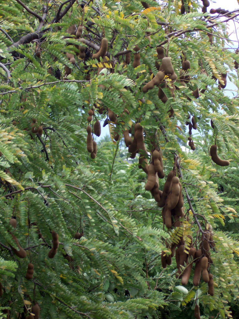 Tamarind (Pye tamaren) — Tamarindus indica, used in Haitian and Caribbean herbal tradition