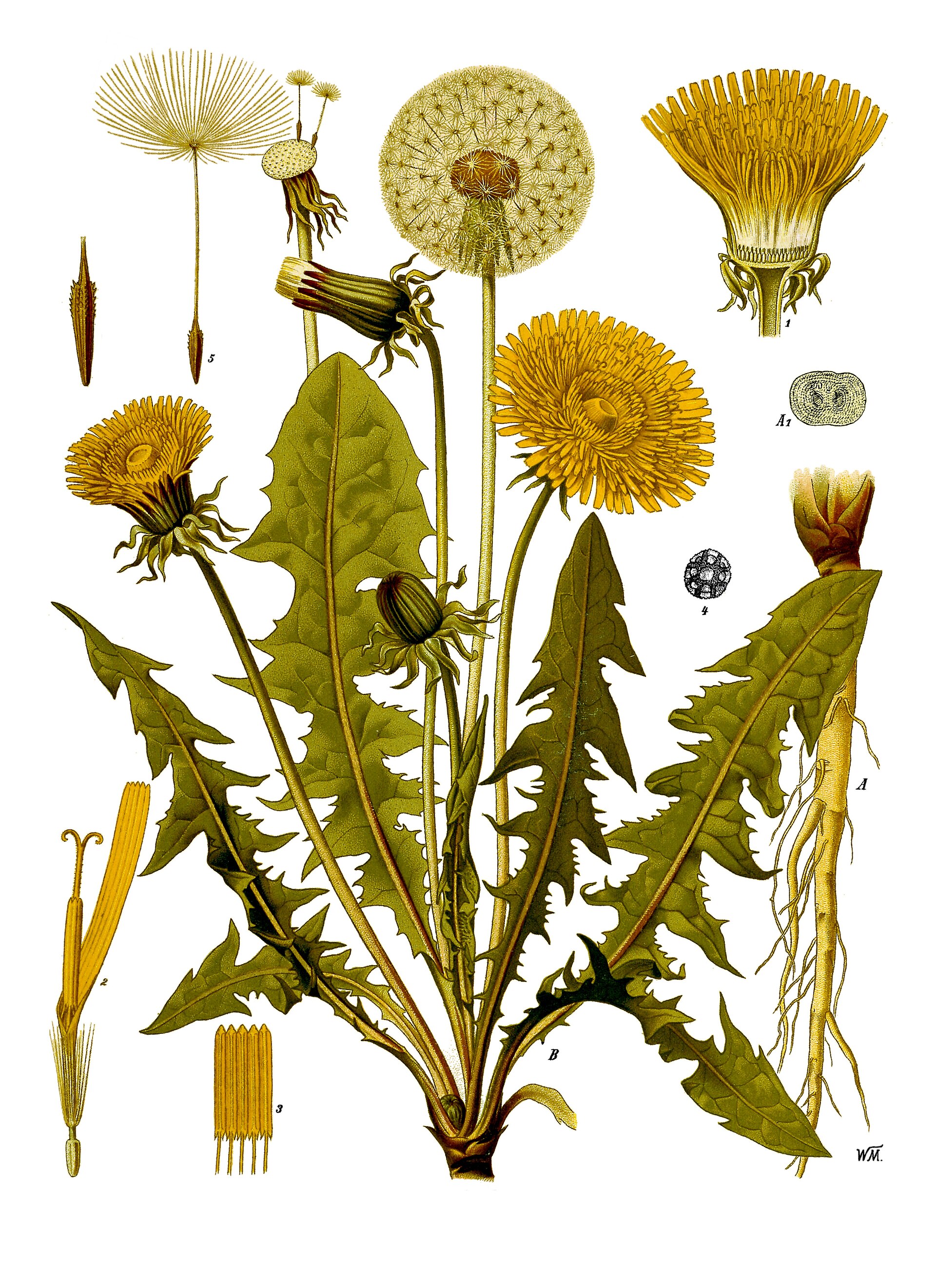 Dandelion (pissenlit) — Taraxacum vulgare, used in Haitian and Caribbean herbal tradition