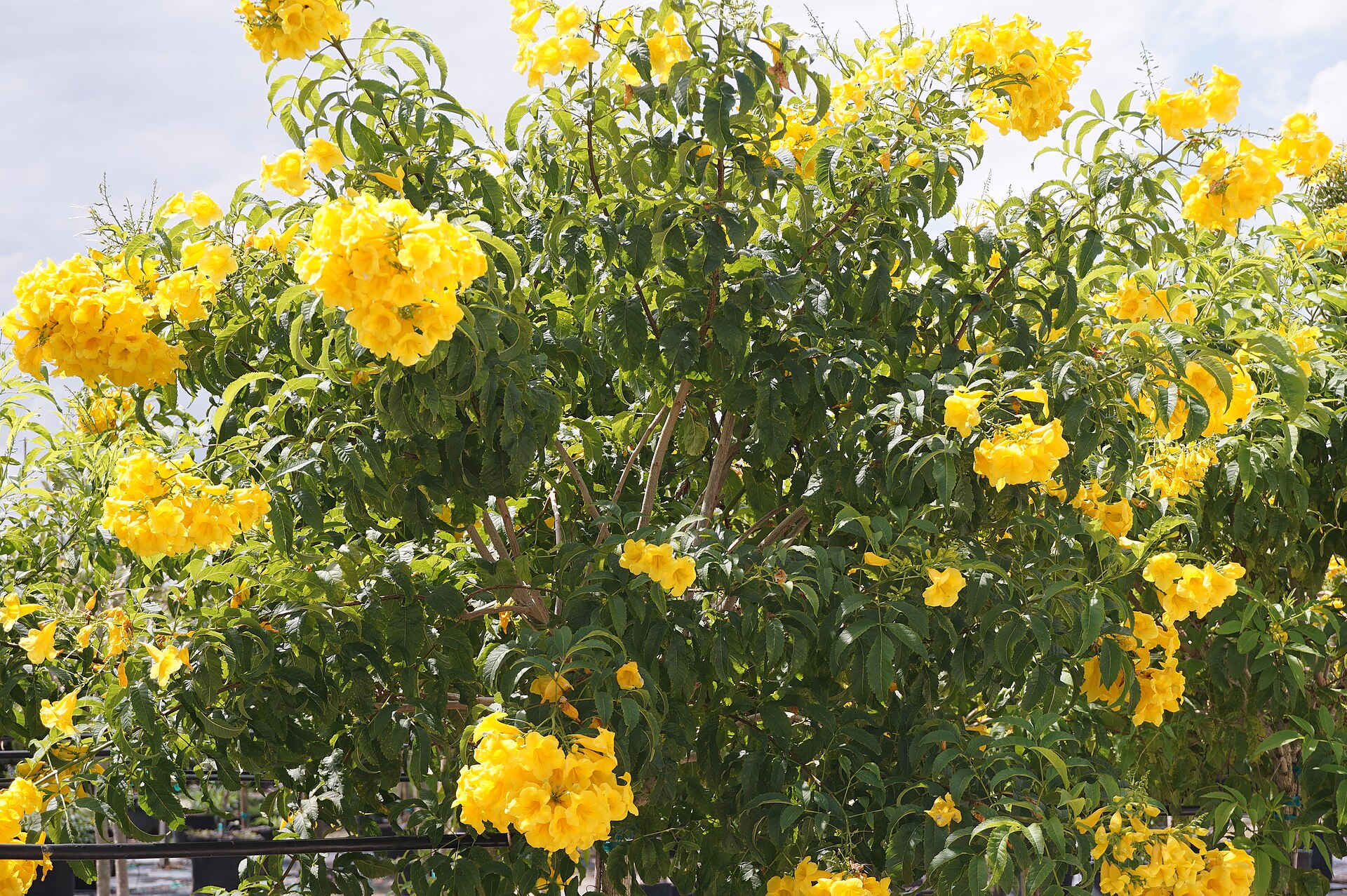 Yellow elder (chevalye) — Tecoma stans, used in Haitian and Caribbean herbal tradition