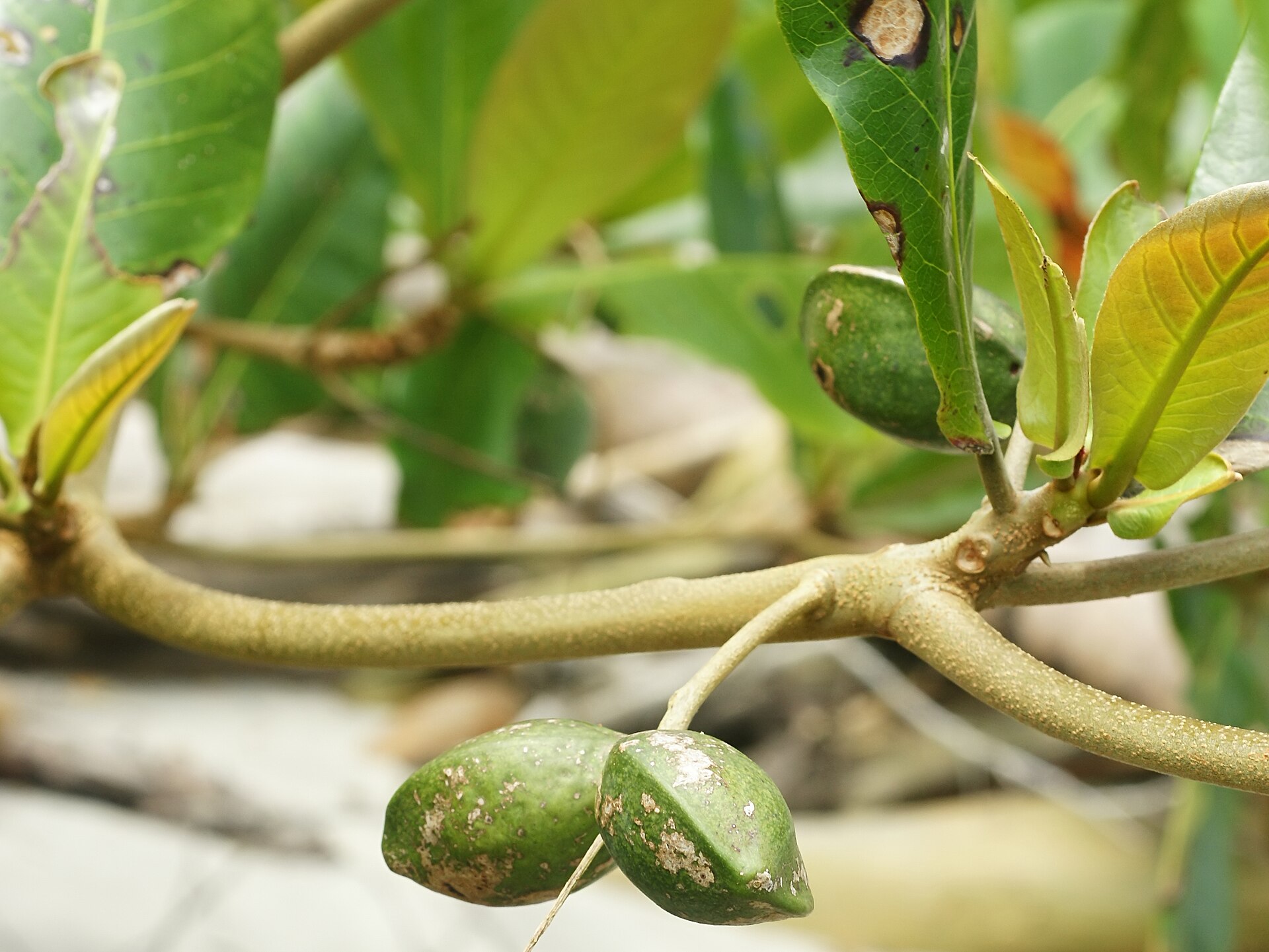 Indian almond (pye zanmann) — Terminalia catappa, used in Haitian and Caribbean herbal tradition