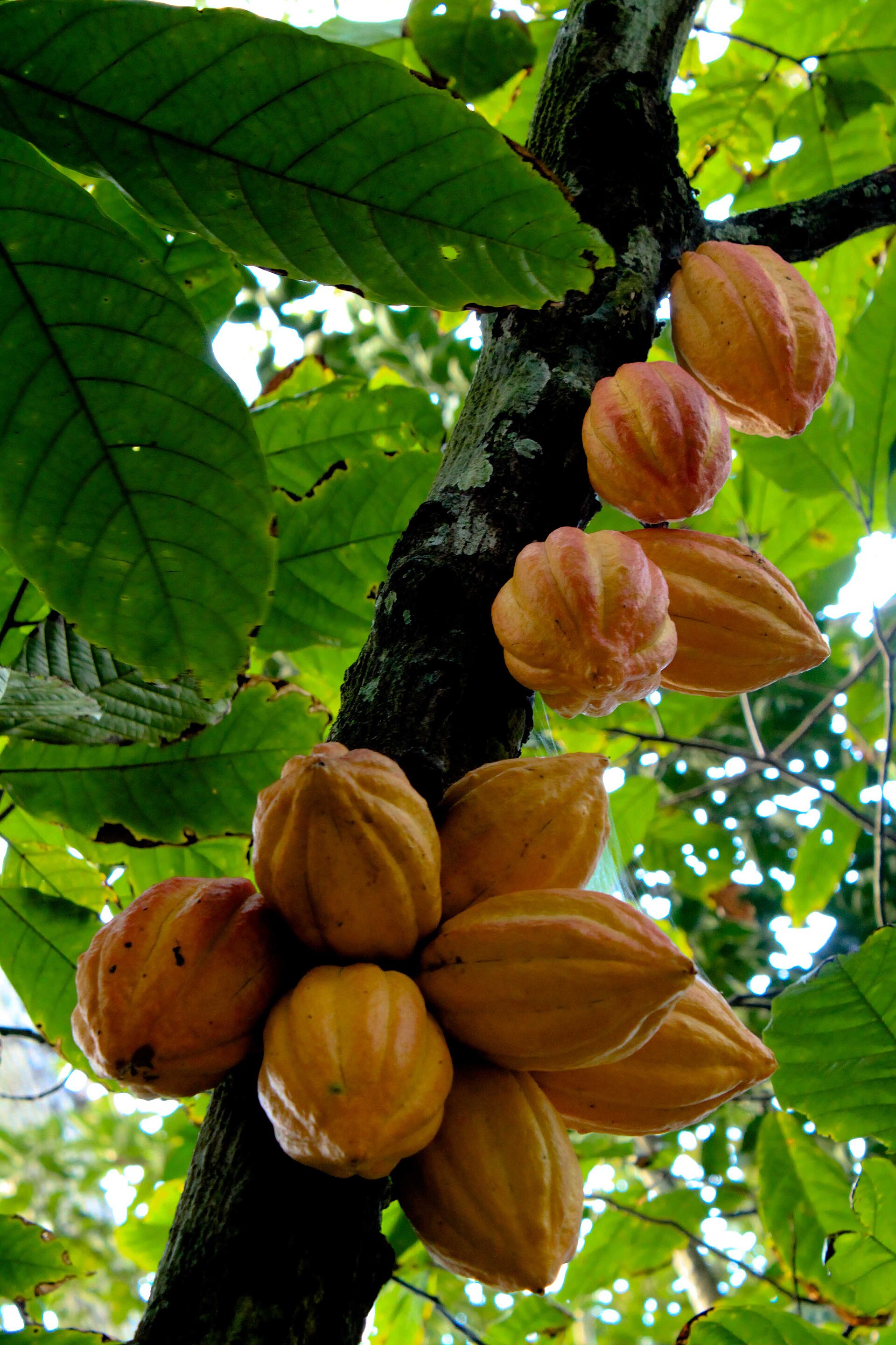 Cacao (kakao) — Theobroma cacao, used in Haitian and Caribbean herbal tradition