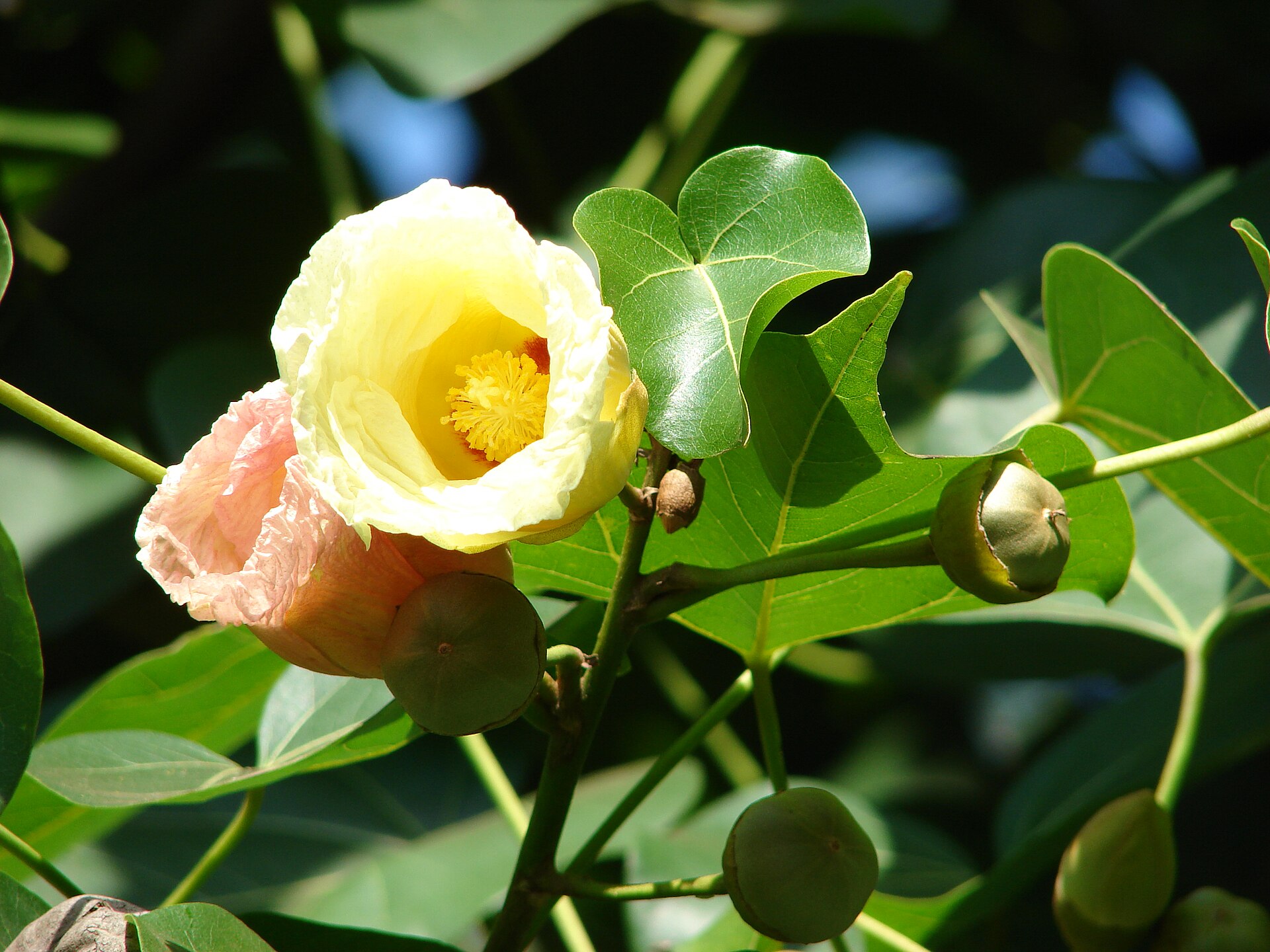 Portia tree (fèy tansyon) — Thespesia populnea, used in Haitian and Caribbean herbal tradition