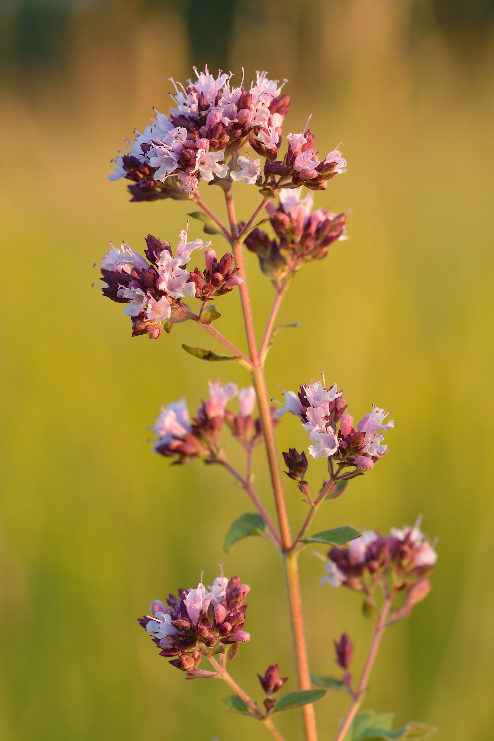 Thyme (ten) — Thymus vulgare, used in Haitian and Caribbean herbal tradition