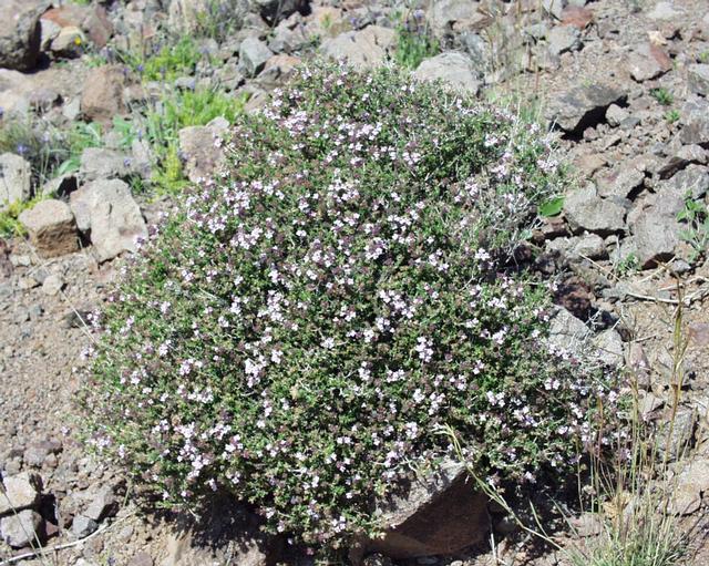 Thyme (ten) — Thymus vulgaris, used in Haitian and Caribbean herbal tradition