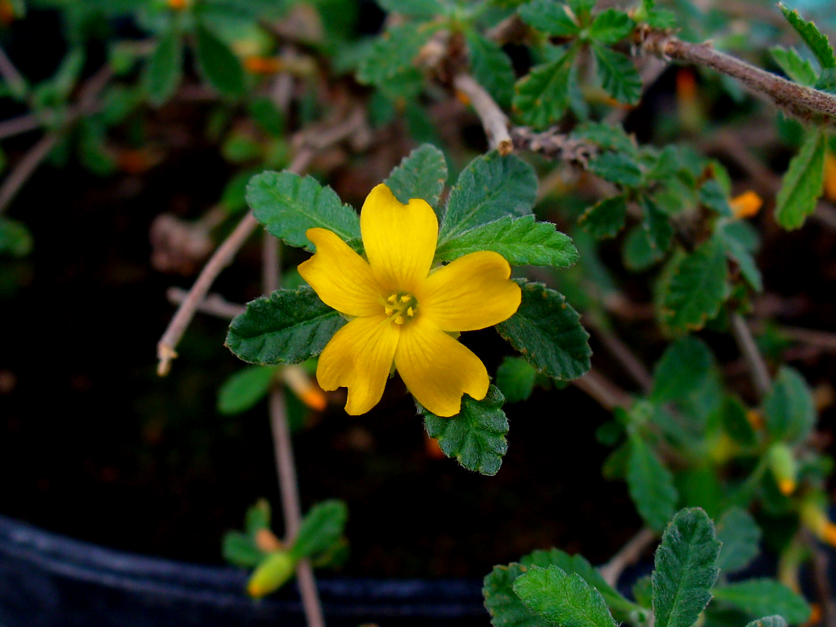 Damiana (Ten savann) — Turnera diffusa, used in Haitian and Caribbean herbal tradition