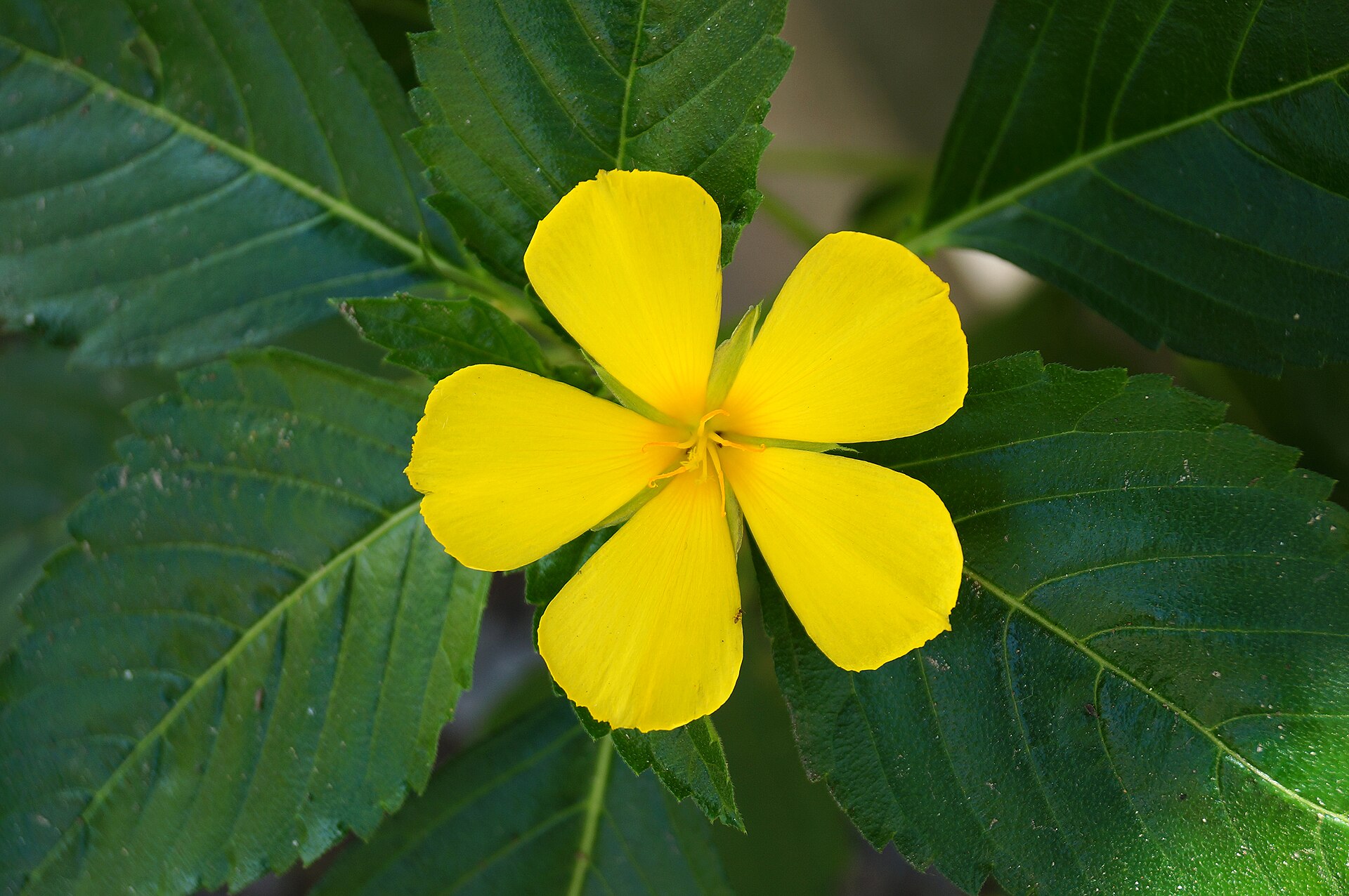 Ramgoat dashalong (zonbi nan bwa) — Turnera ulmifolia, used in Haitian and Caribbean herbal tradition