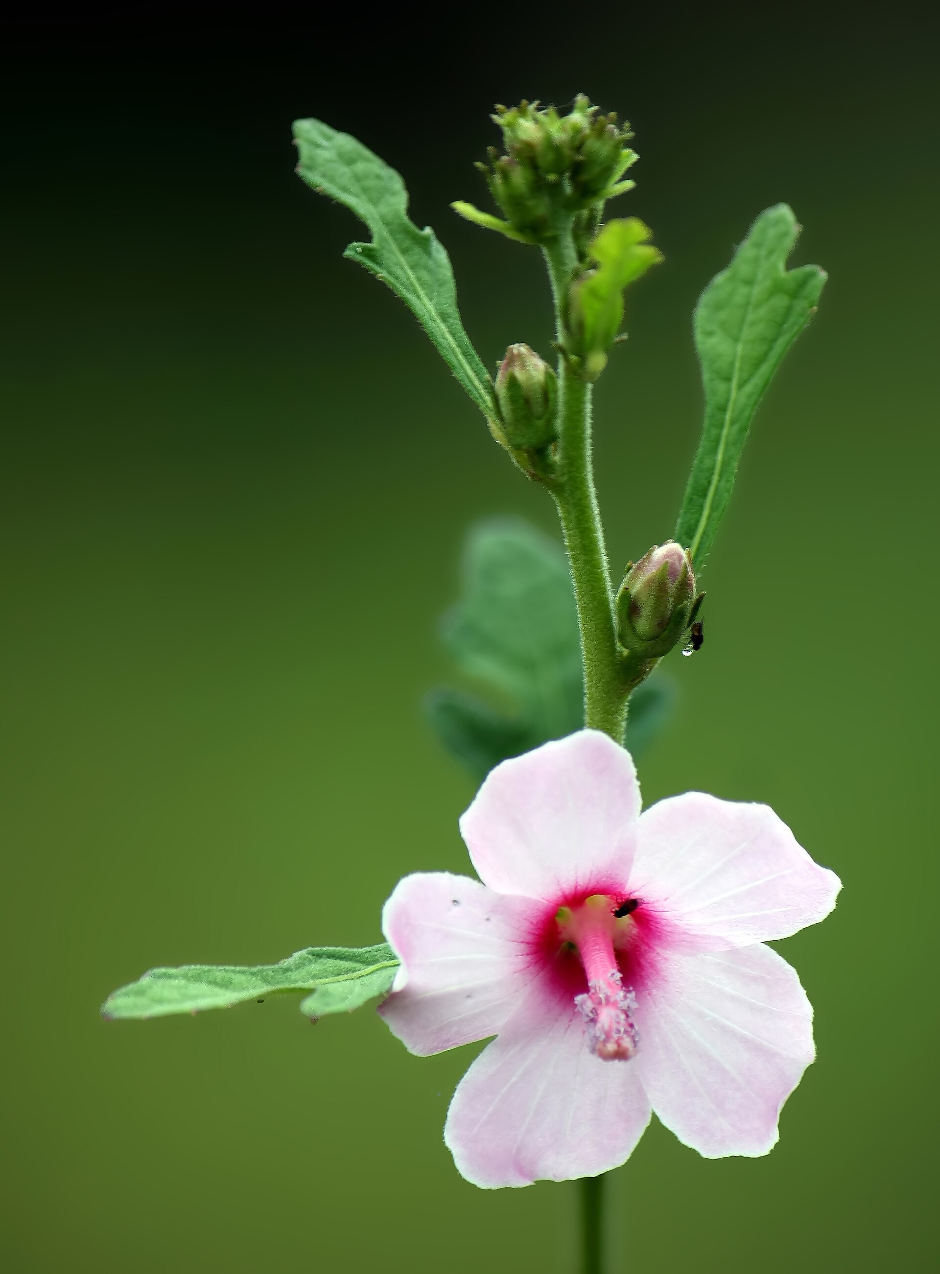 Caesarweed (kouzen) — Urena lobata, used in Haitian and Caribbean herbal tradition