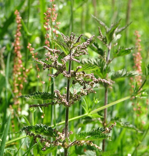 Stinging nettle (Zòtye (pikan)) — Urtica dioica, used in Haitian and Caribbean herbal tradition