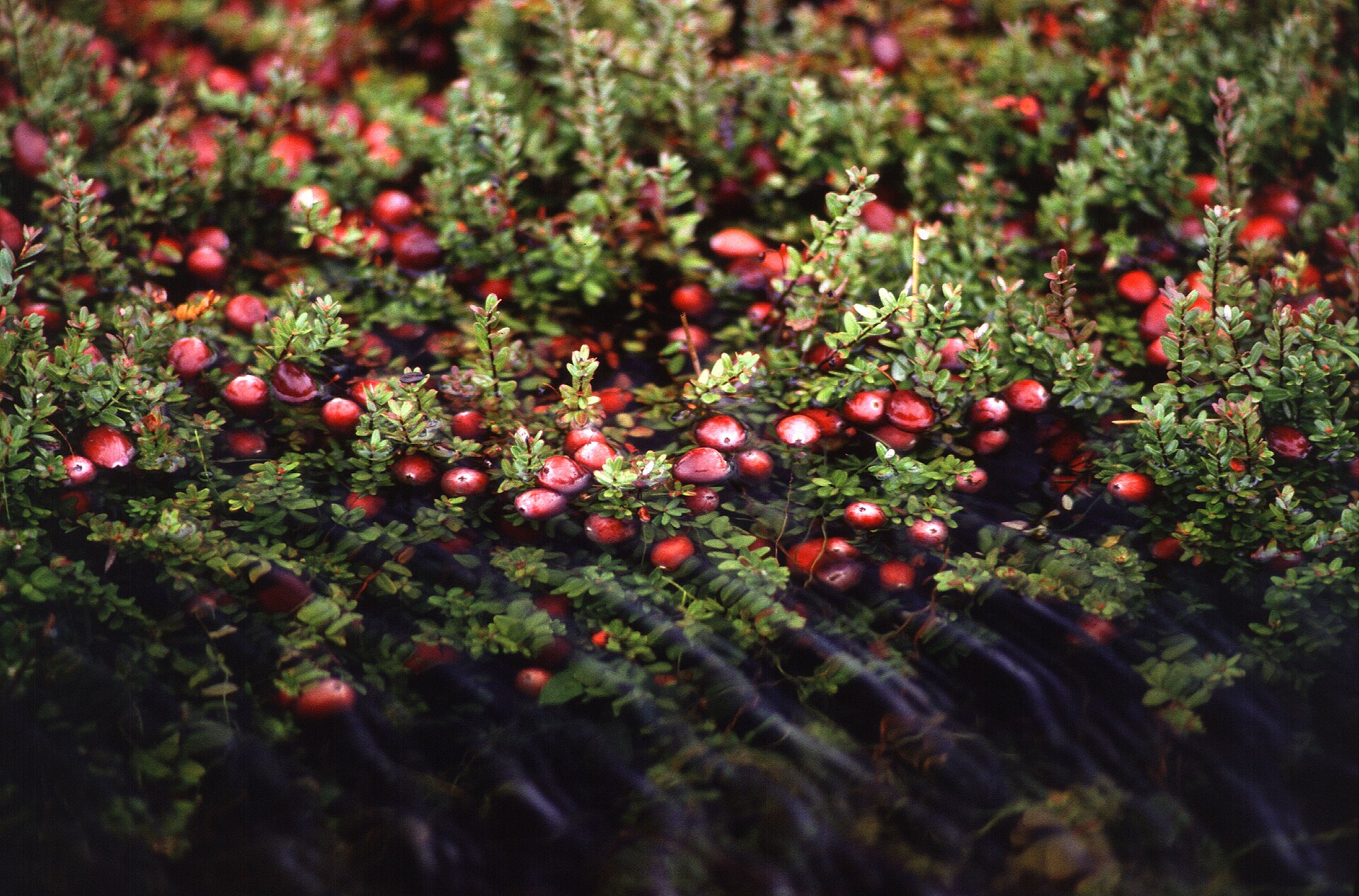 Cranberry (Kanebèj / Kranberry) — Vaccinium macrocarpon, used in Haitian and Caribbean herbal tradition
