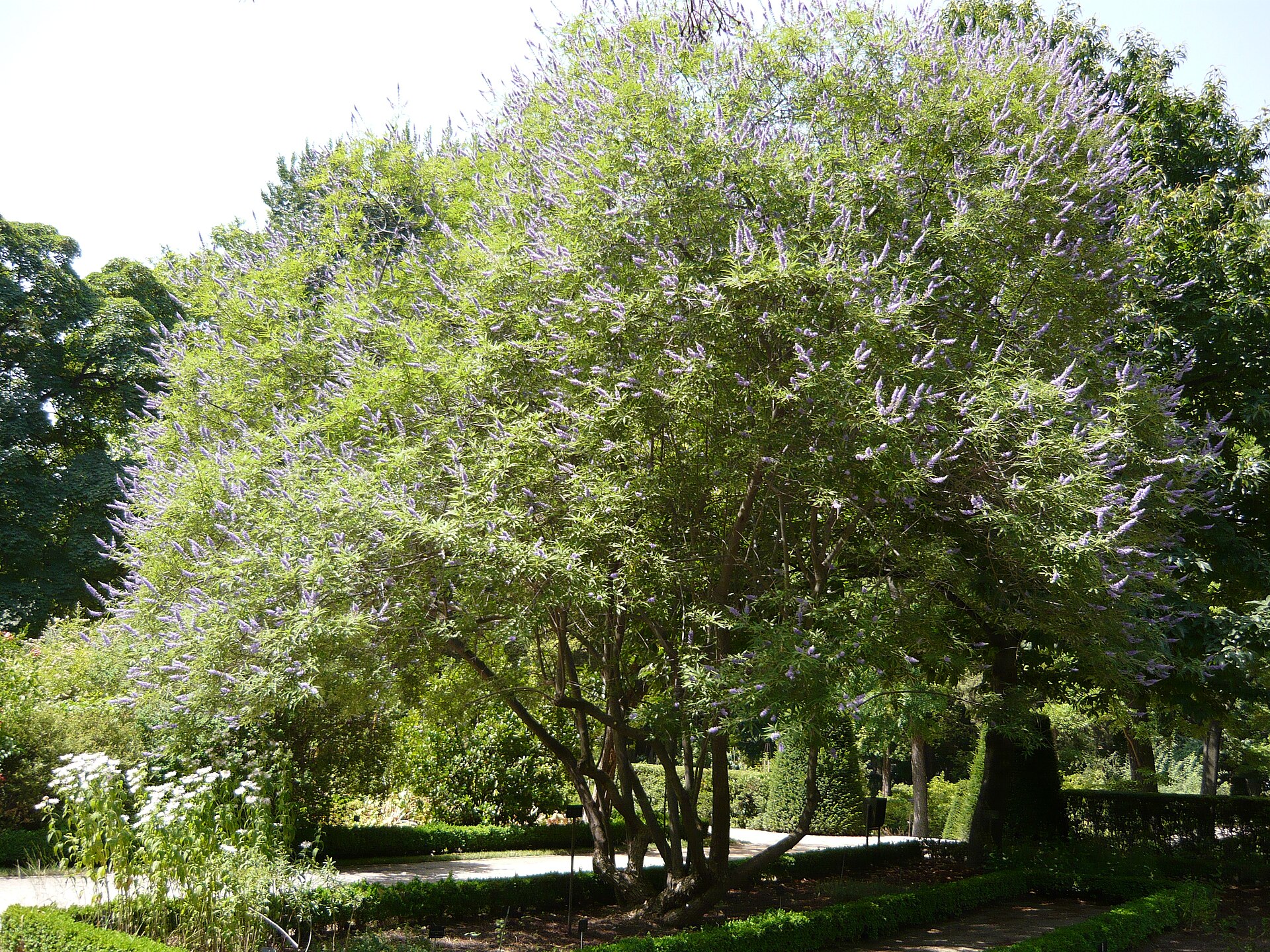 Chaste tree / Vitex (Gatiye) — Vitex agnus-castus, used in Haitian and Caribbean herbal tradition